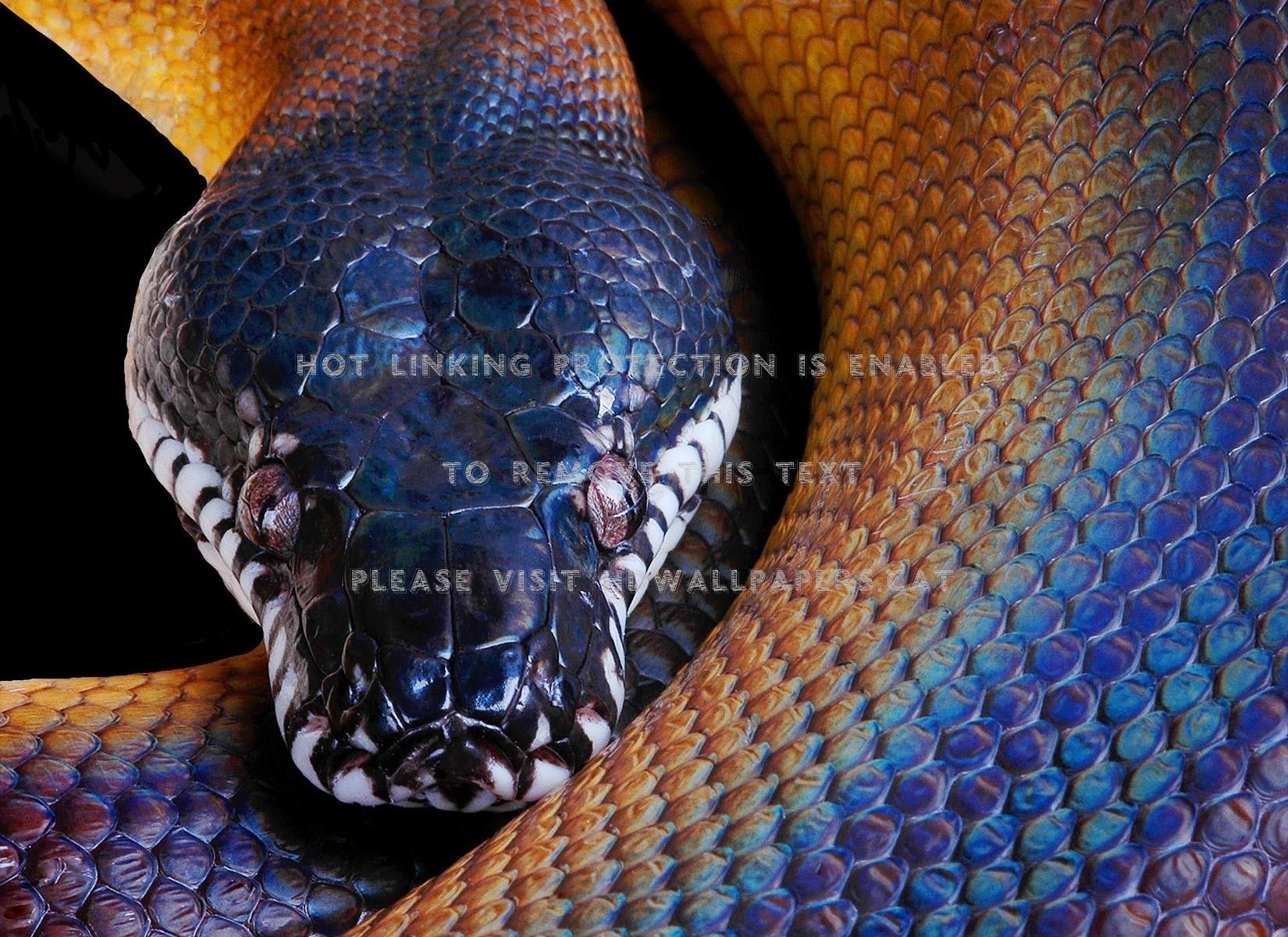 snake blue serpent python animal colors