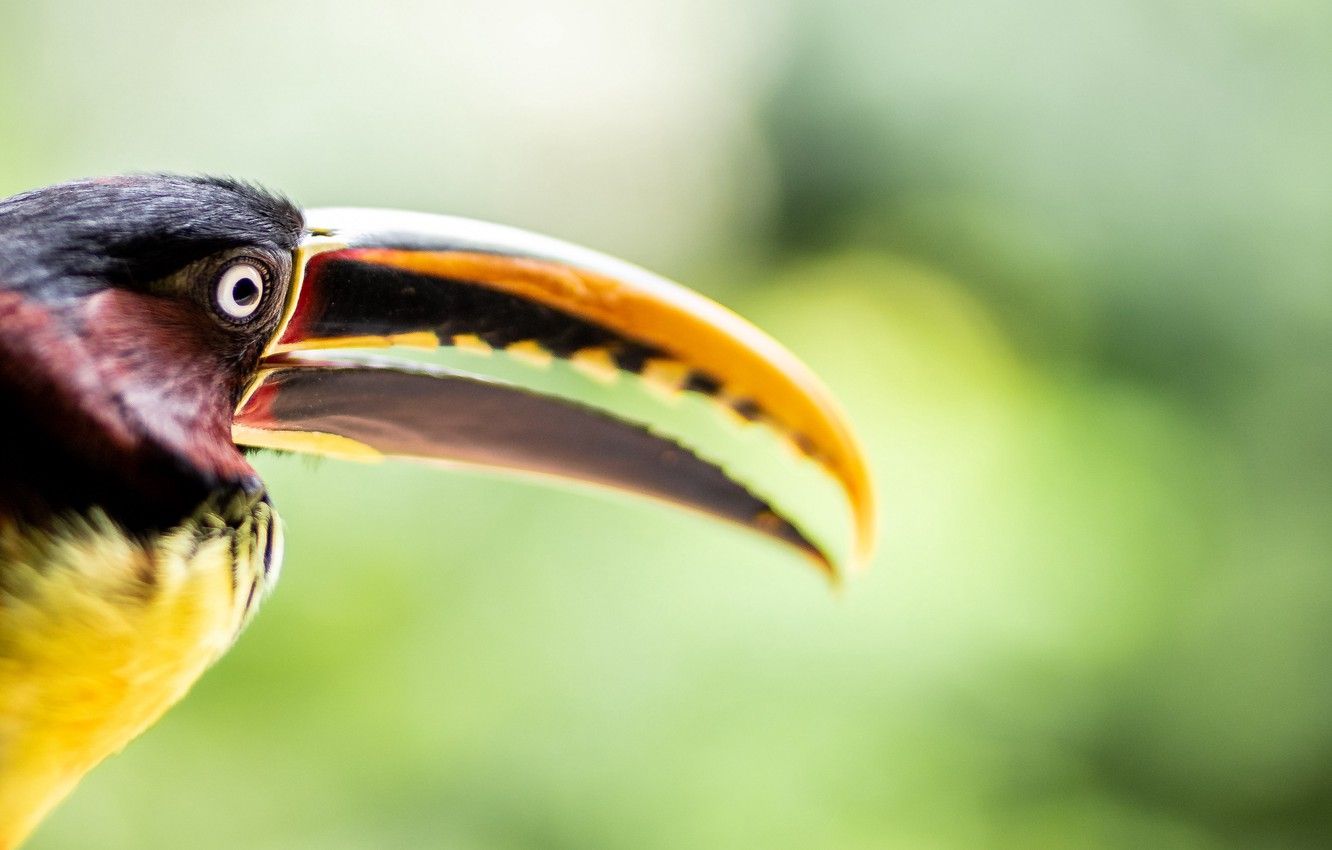 Wallpaper Close Up, Animals, Bird, Macro, Blur, Bokeh, Animal, Eye