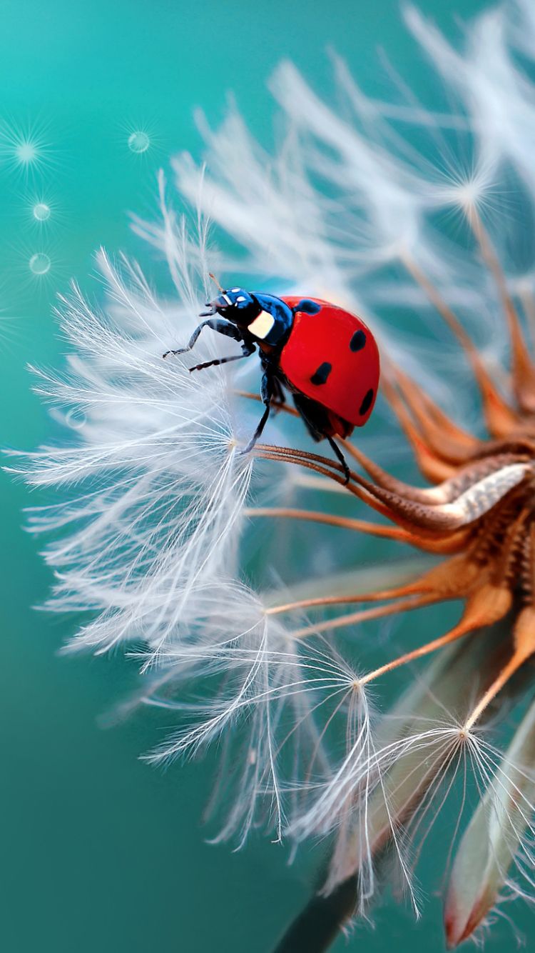 Animal Ladybug (750x1334) Wallpaper
