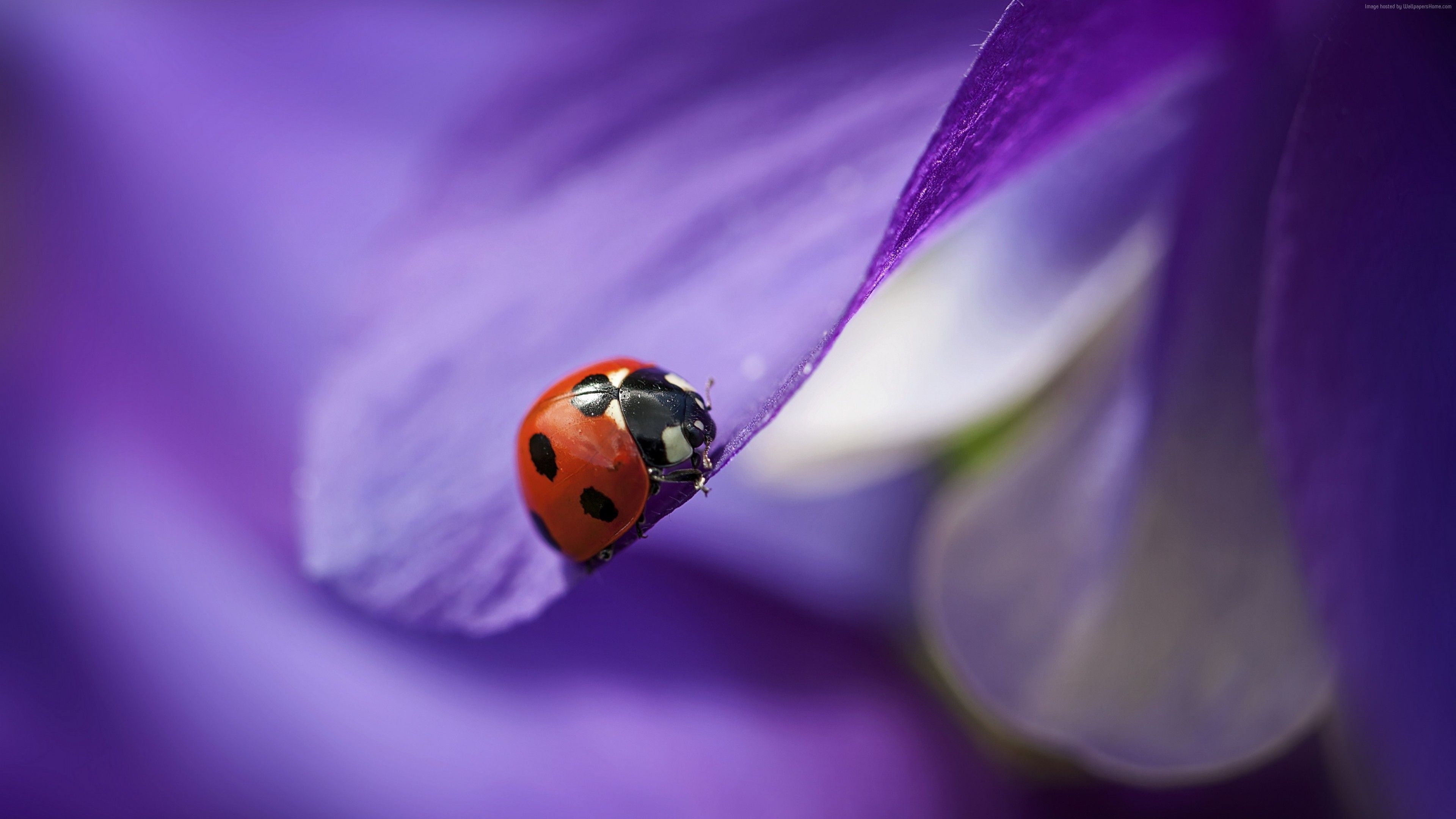 Wallpaper ladybug, macro, blur, purple, Animals Wallpaper Download