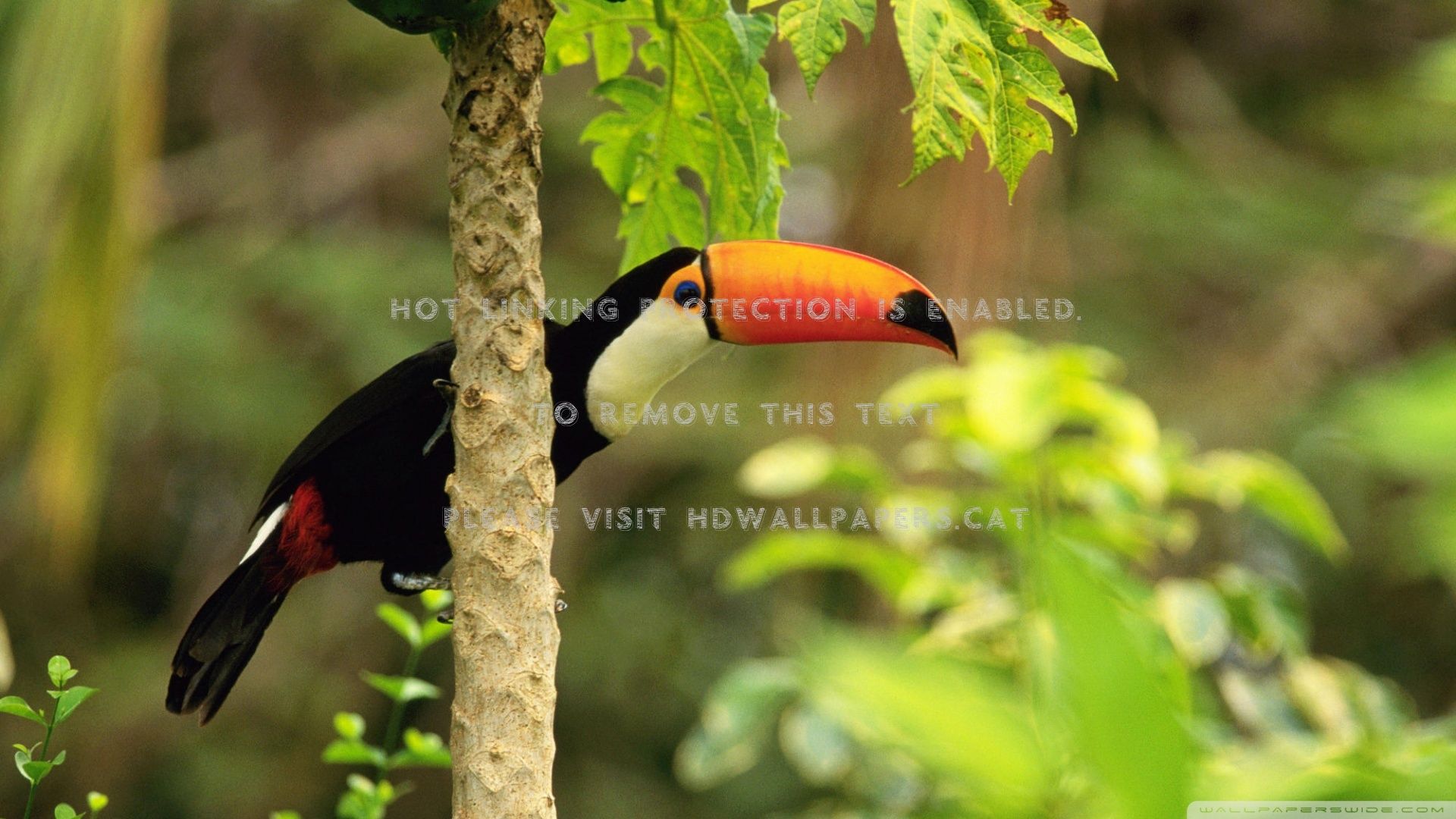 toco toucan bird branch animals