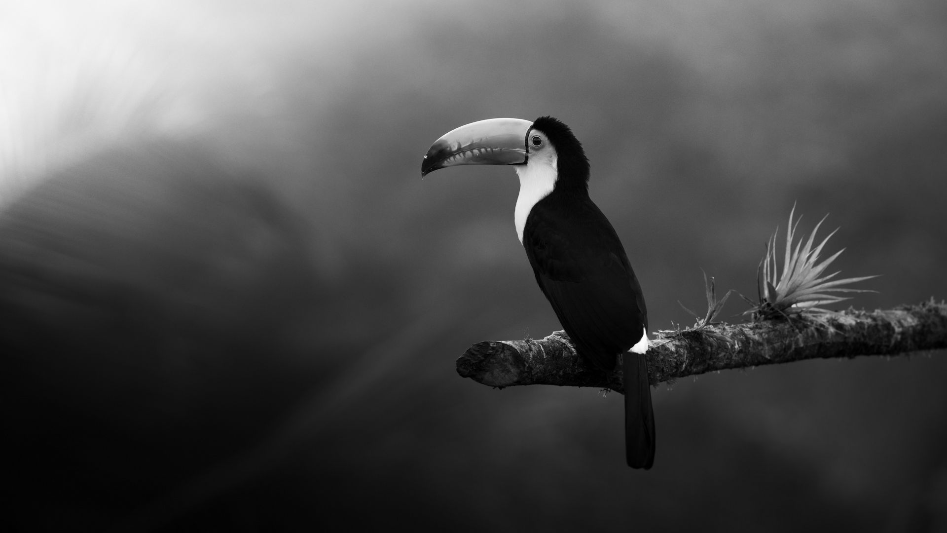 Animal Toucan HD Wallpapers - Wallpaper Cave