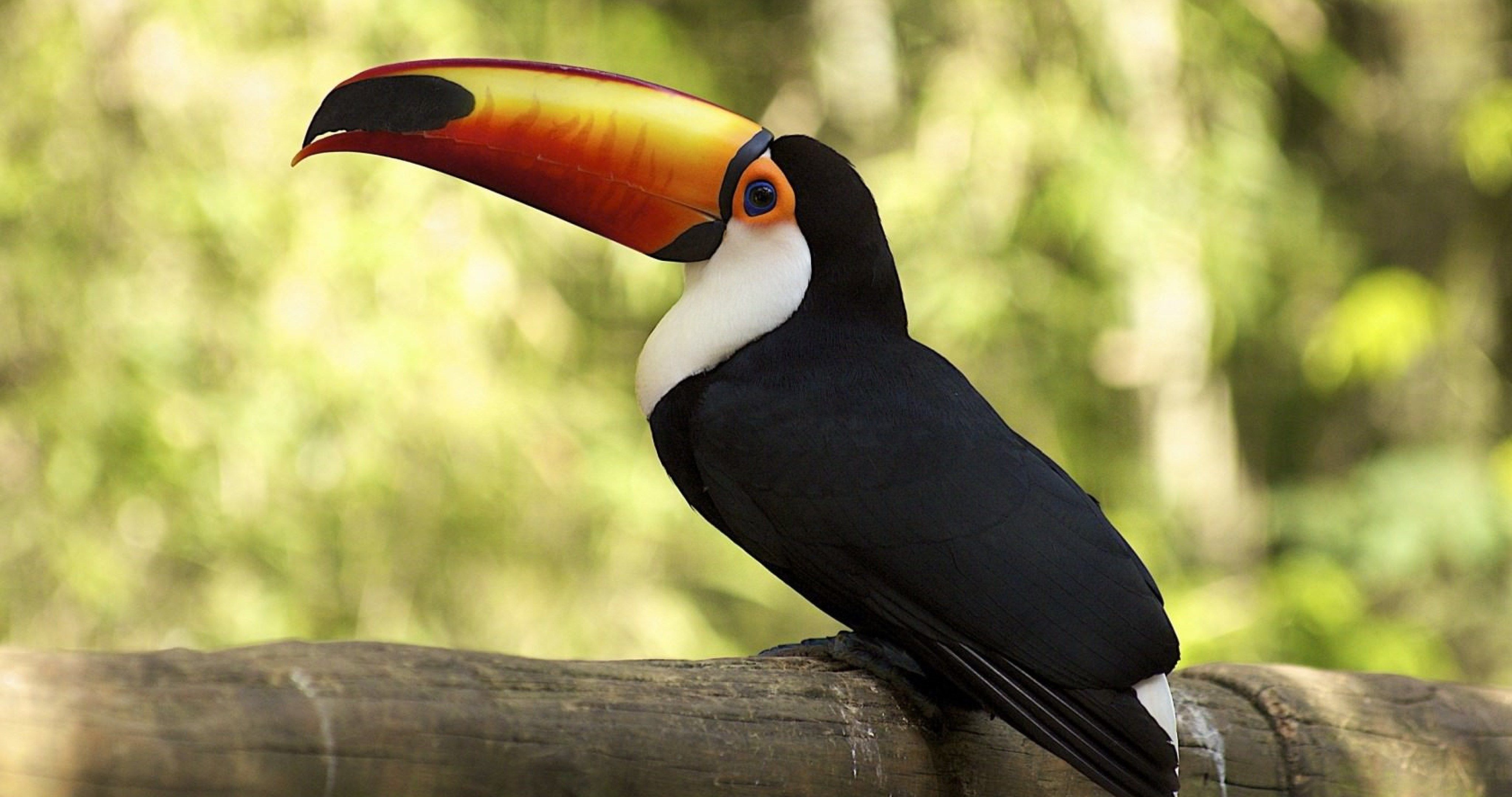 Animal Toucan HD Wallpapers - Wallpaper Cave