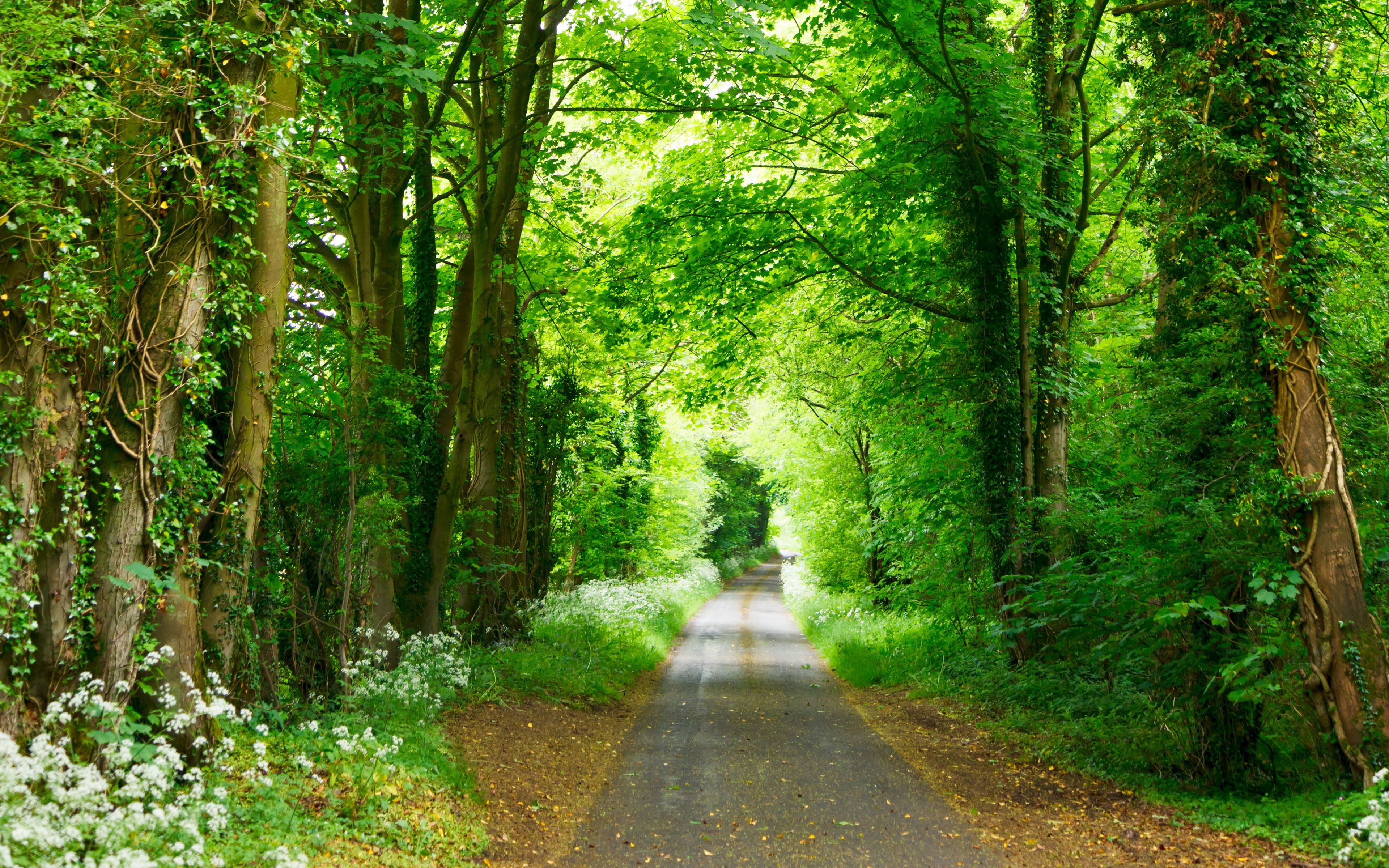 Download wallpaper 3840x2400 forest, path, park, summer, green 4k ultra HD 16:10 HD background