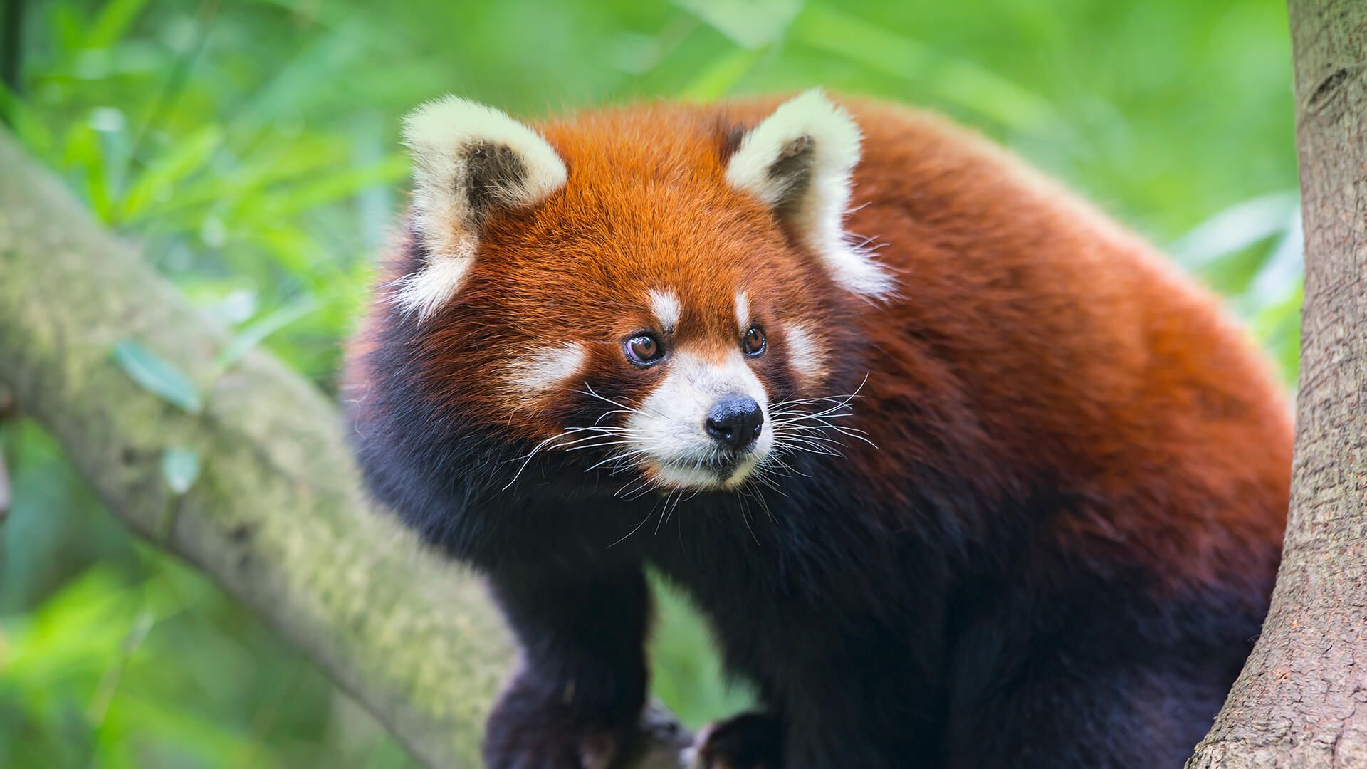 Red Panda. San Diego Zoo Animals & Plants
