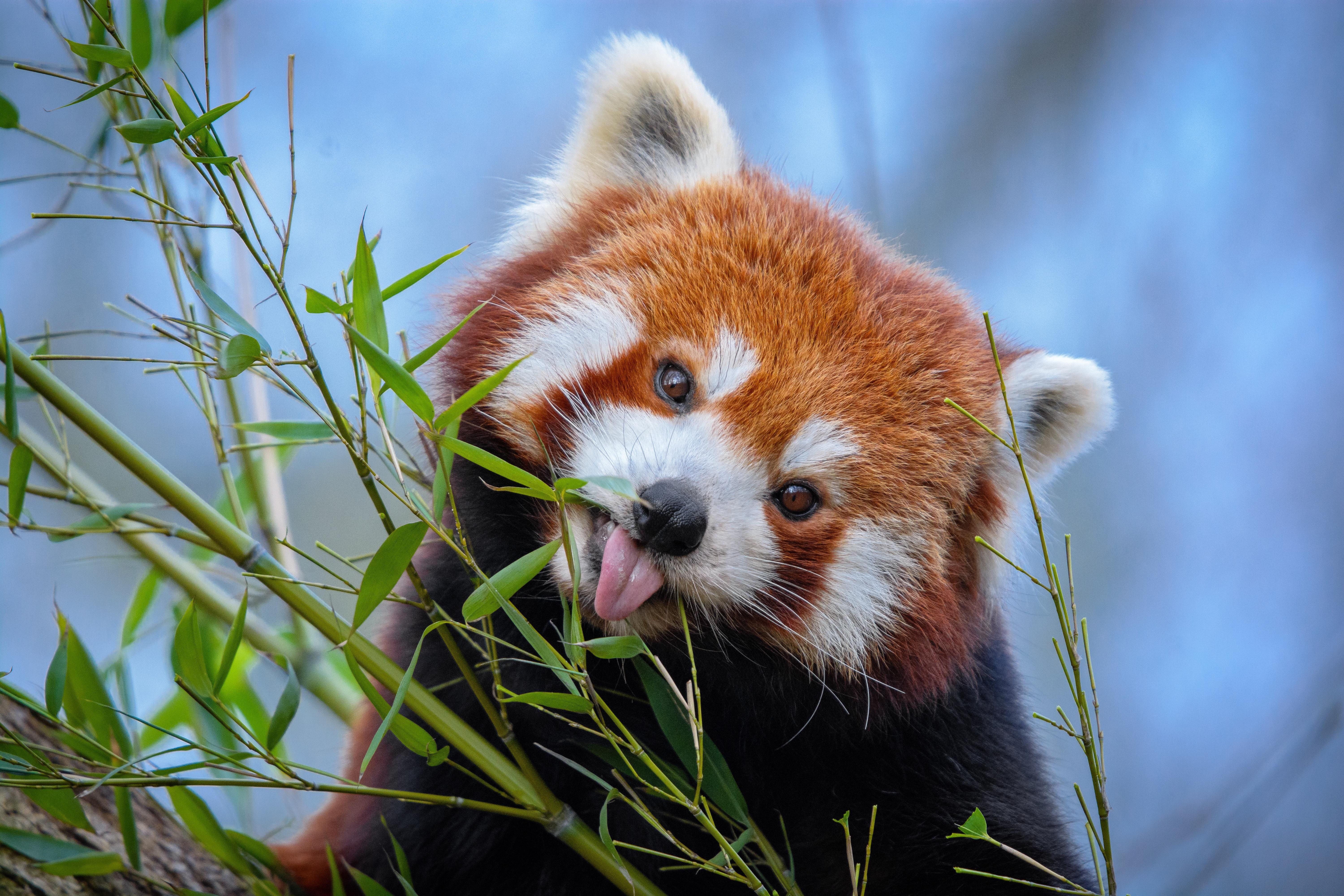 wallpaper red panda, tongue protruding, cute, funny, animal