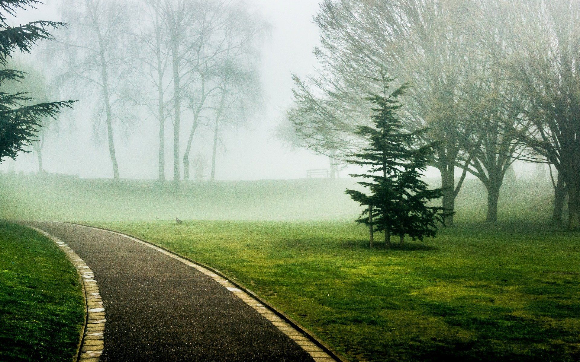 Nature Tree Tree Leaves Green Grass Track Path Alley Green Fog Background Wallpaper Widescreen Full Screen Widescreen Hd Wallpaper Background Wallpaper