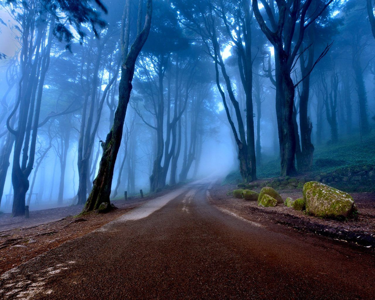 Landscapes Of Portugal Autumn Road Forest With Tall Trees, Mist