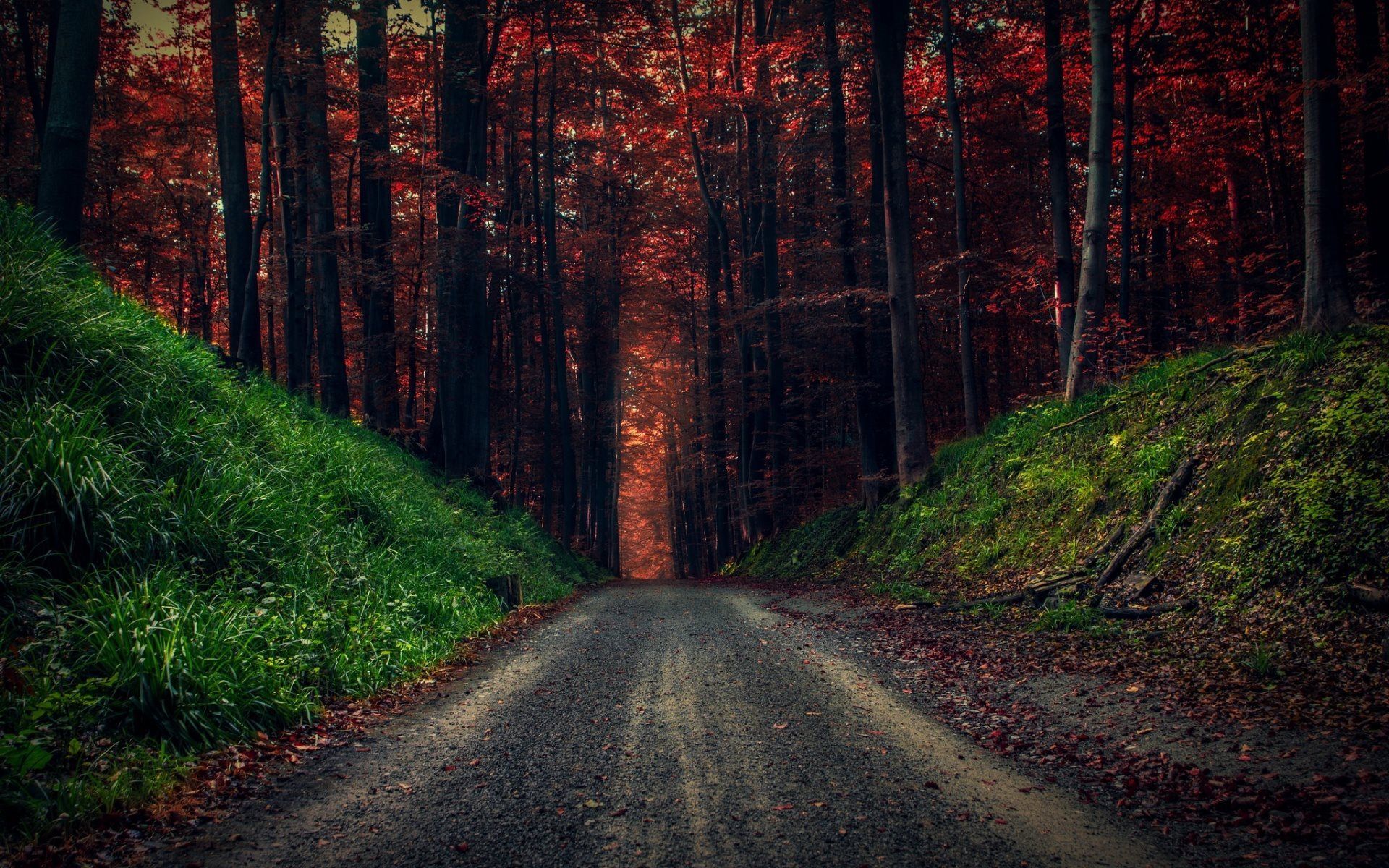 Autumn Tall Trees Wallpapers Wallpaper Cave