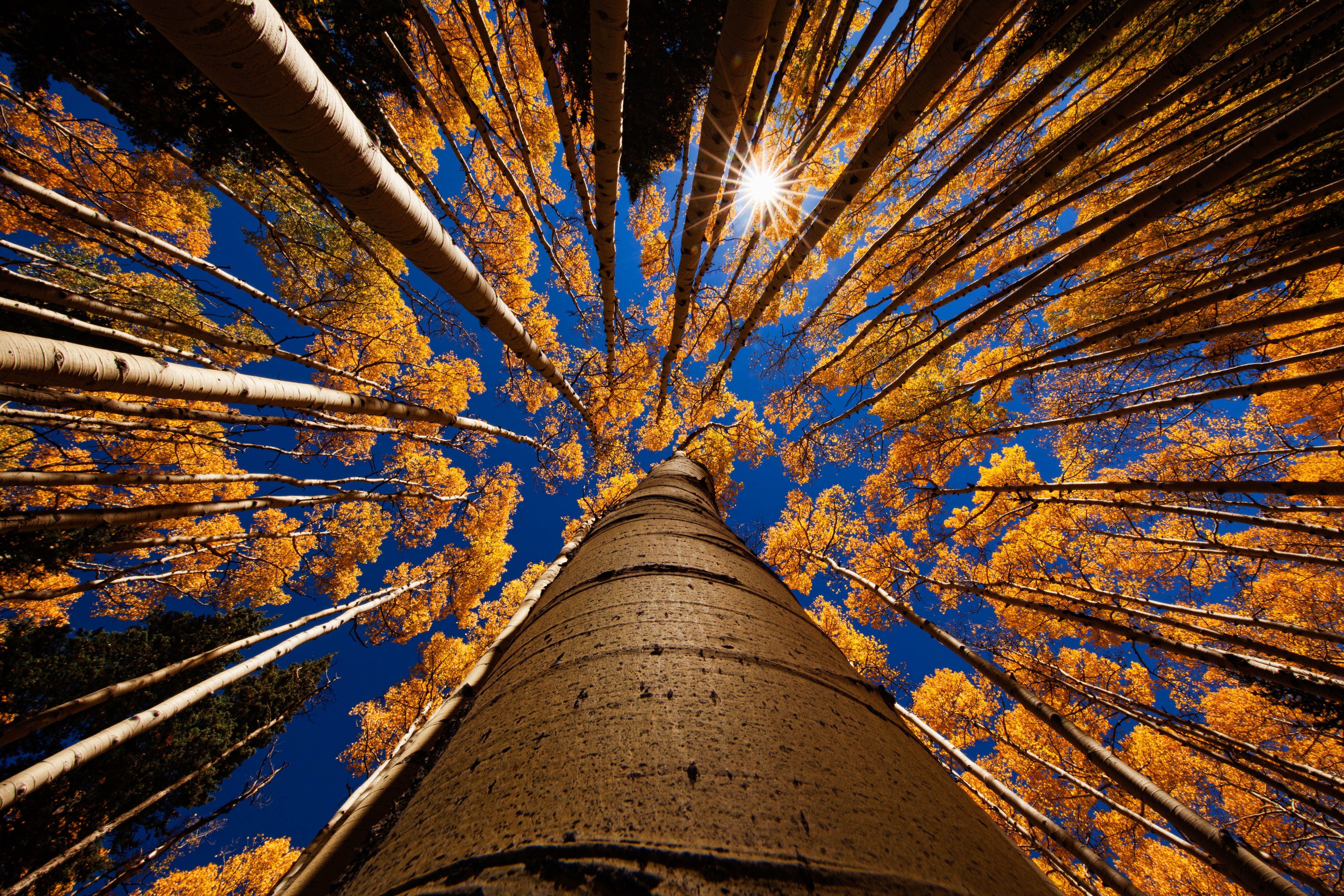 Autumn Tall Trees Wallpapers Wallpaper Cave autumn-tall-trees-wallpapers-wallpaper-cave