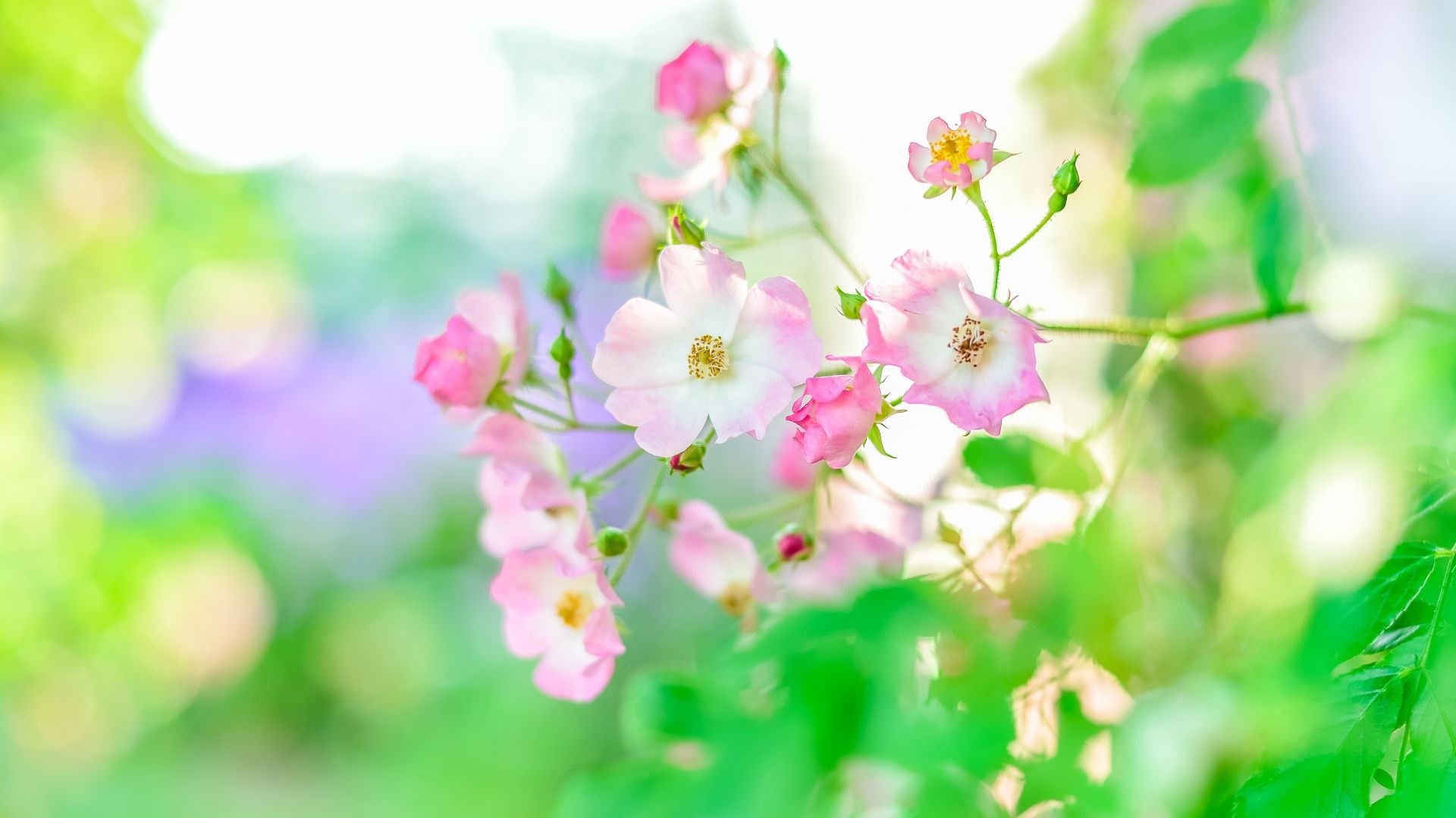 1080p wallpaper, 1920x1080 HD