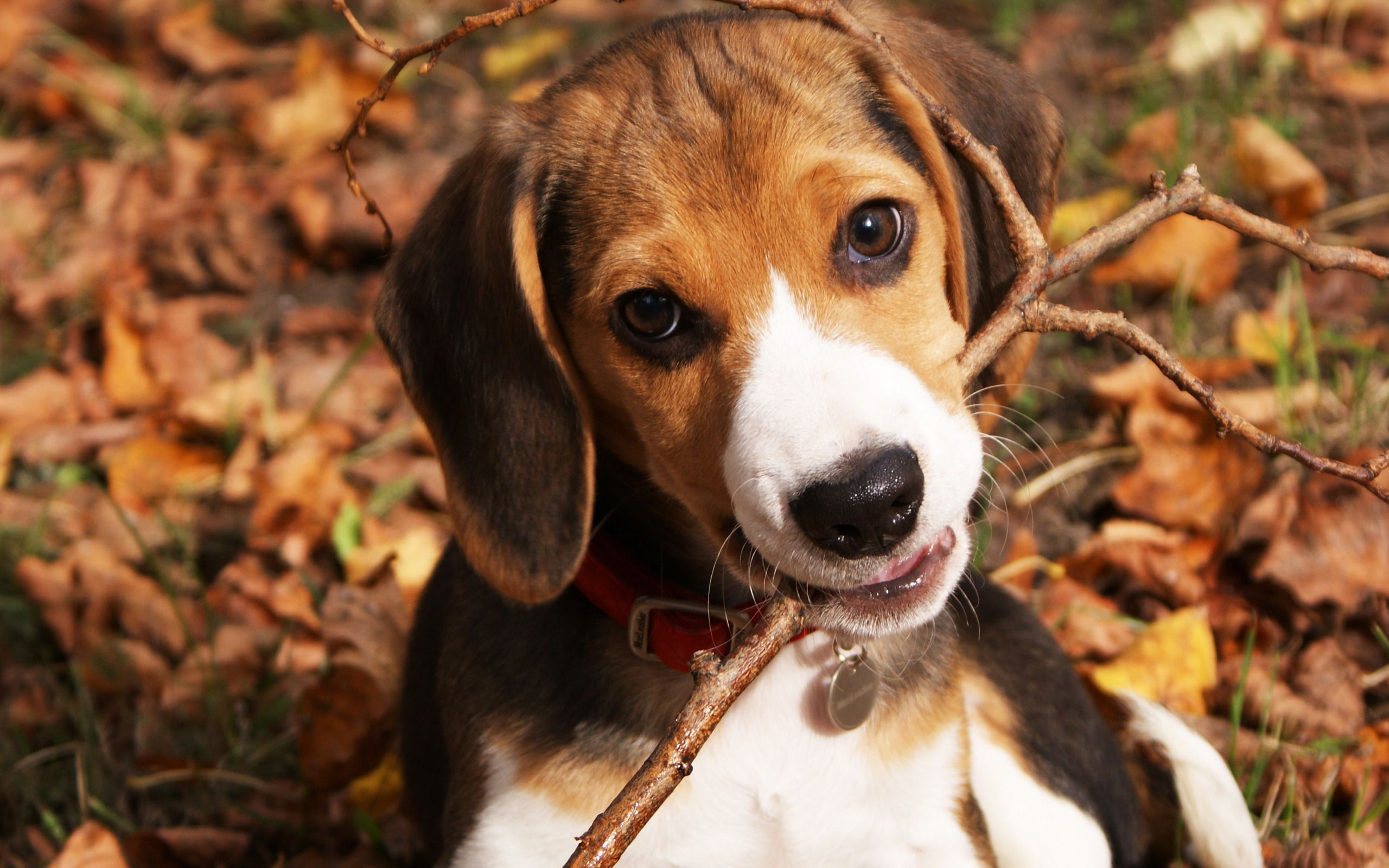 Beagle wallpaper HD. Beagle puppy, Cute beagles, Beagle dog