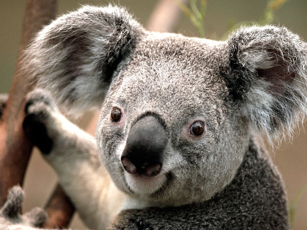 Koala  San Diego Zoo Animals & Plants