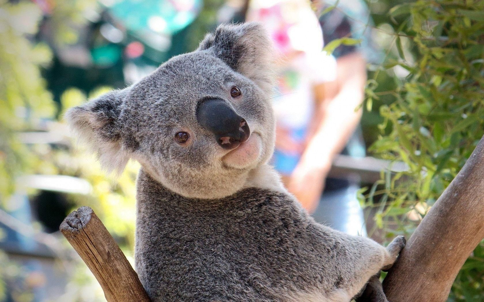 Animal Koala HD Wallpapers - Wallpaper Cave