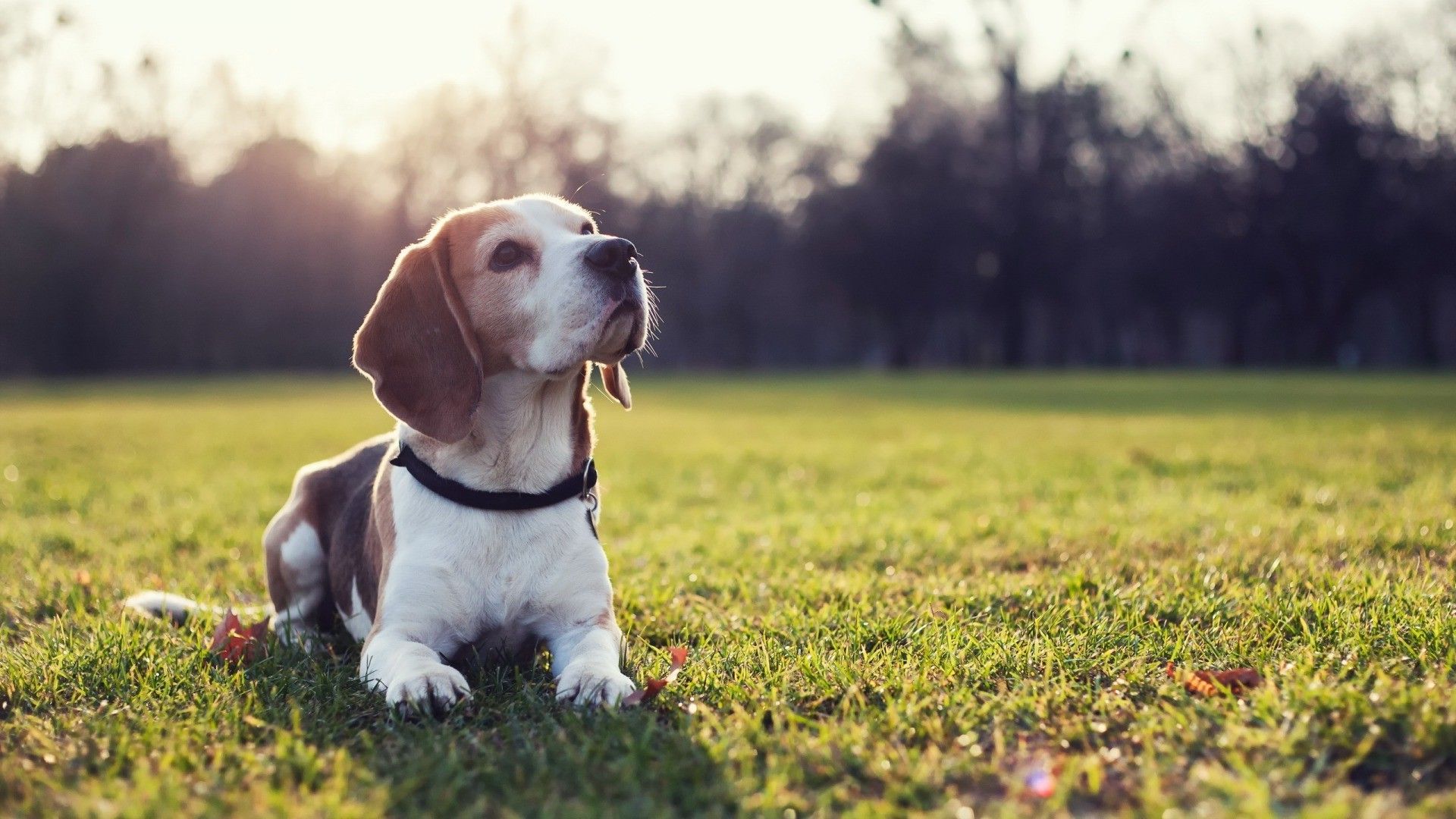 dog, Beagles, Animals, Sunlight, Grass Wallpaper HD / Desktop