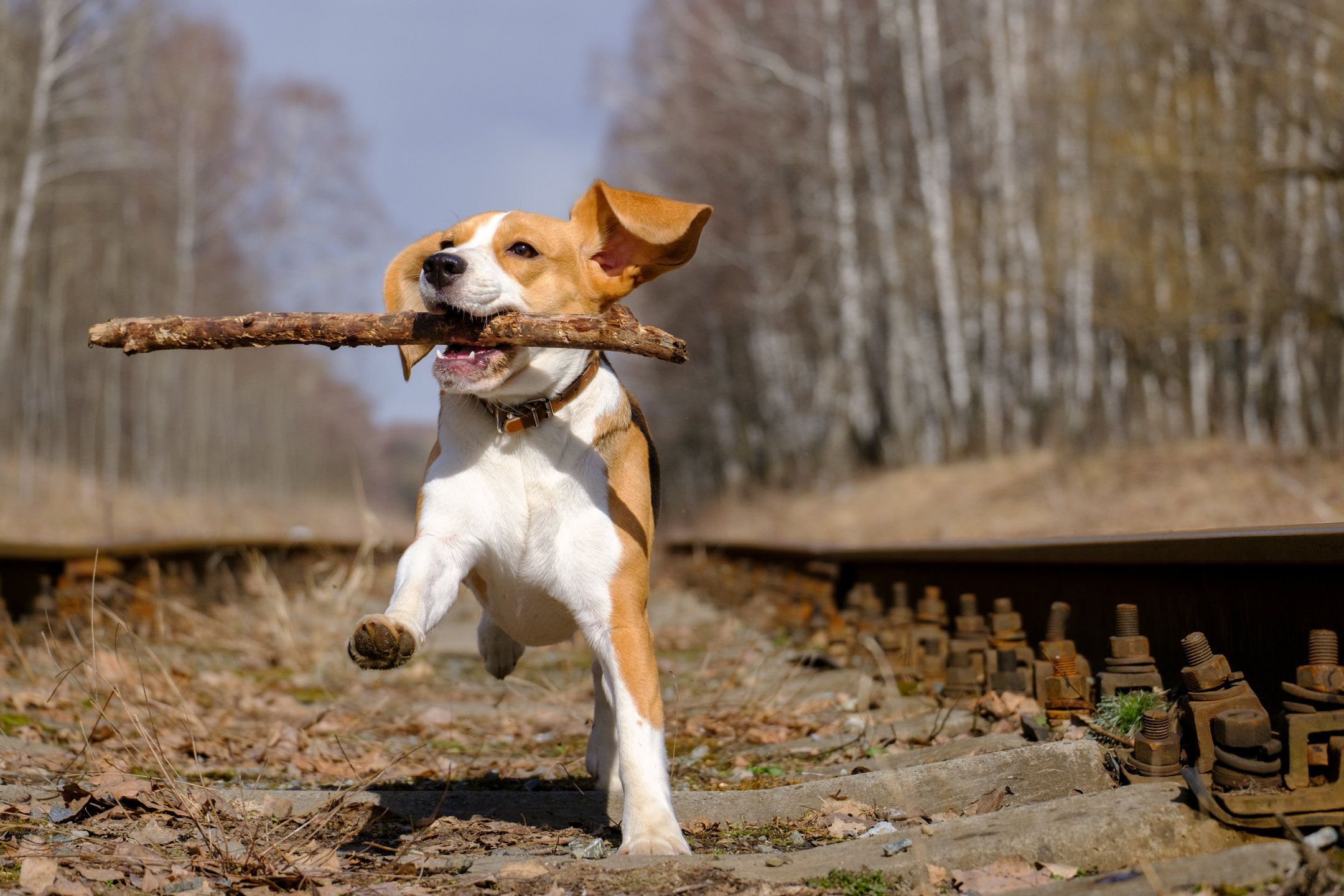 Animal Beagle HD Wallpapers - Wallpaper Cave