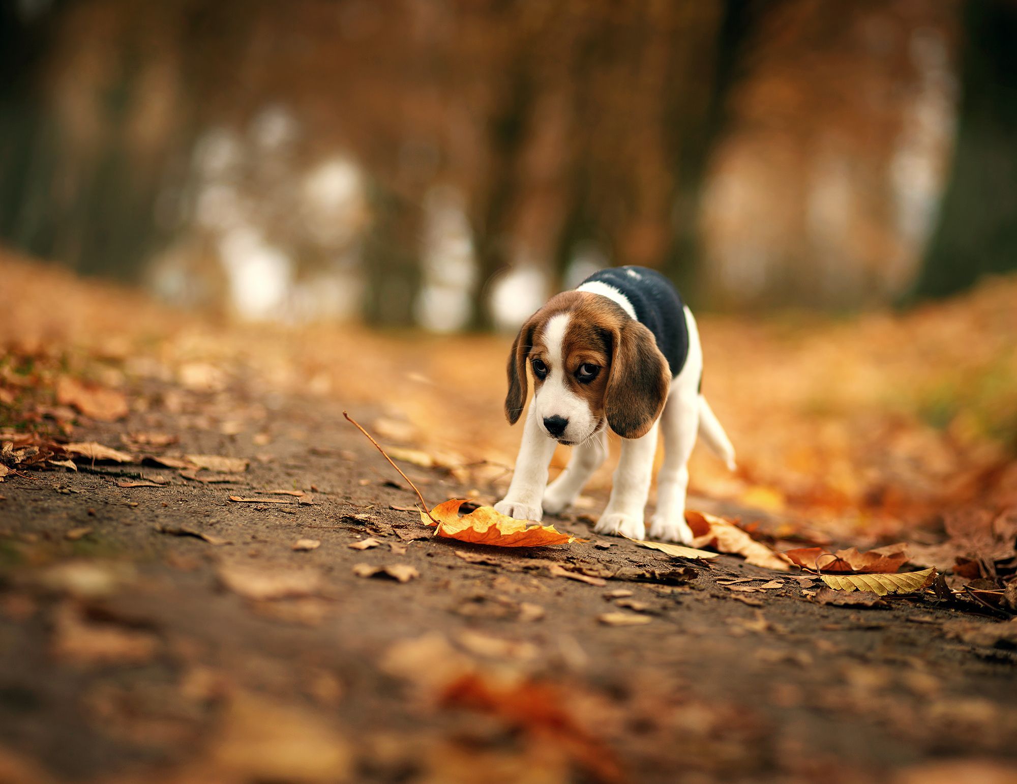 Beagle Wallpaper. Beagle Puppy Wallpaper