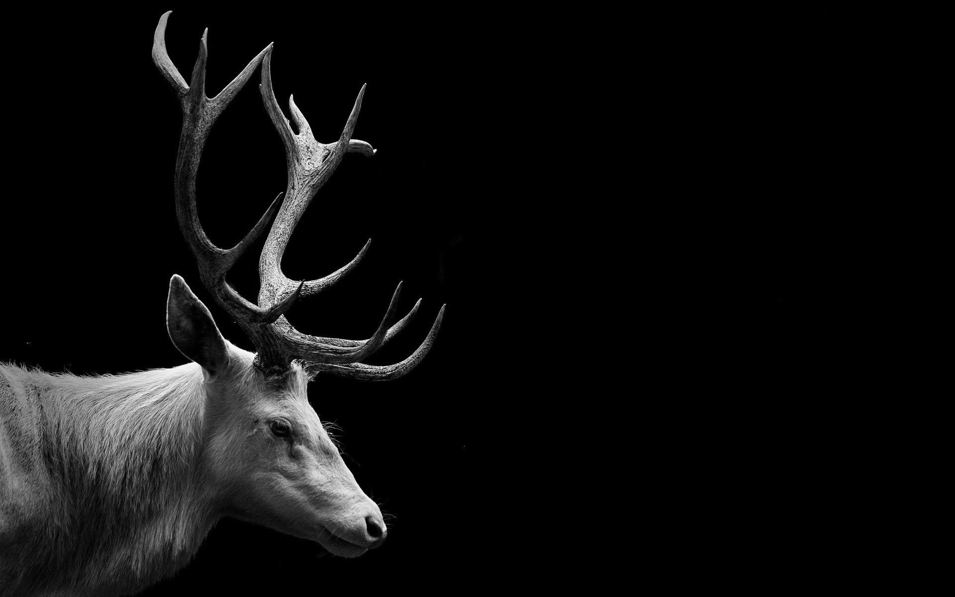 Animal Reindeer Hd Wallpapers Wallpaper Cave