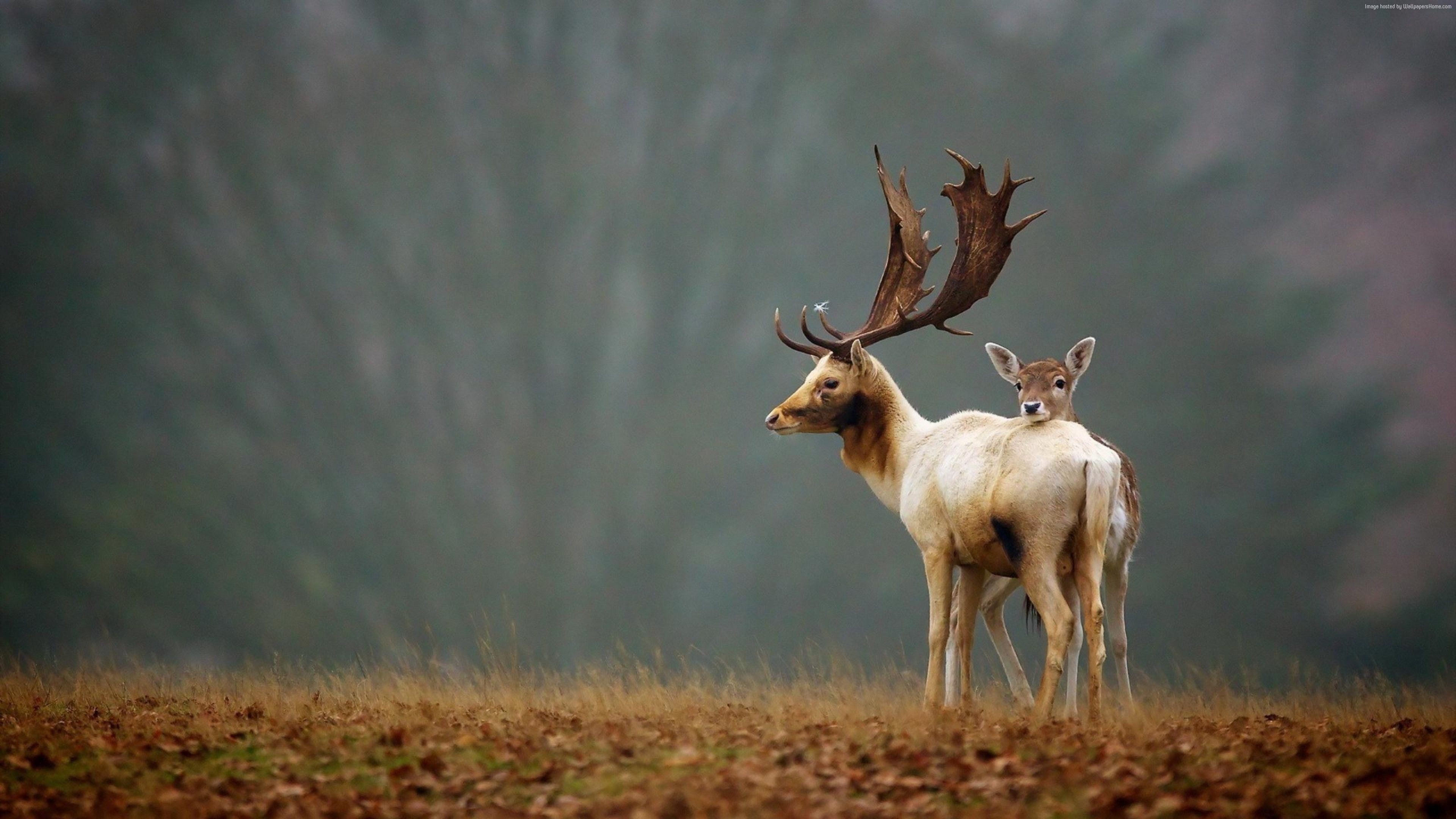 Adorable reindeer in the snow, digital illustration,...