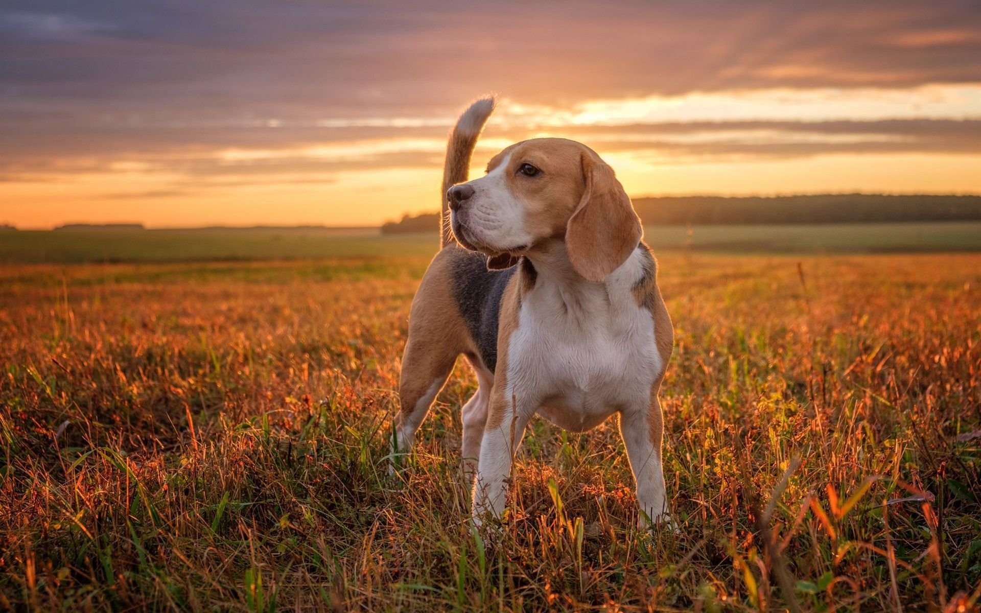 Wallpaper Beagle, dog, grass, sunset 1920x1200 HD Picture, Image
