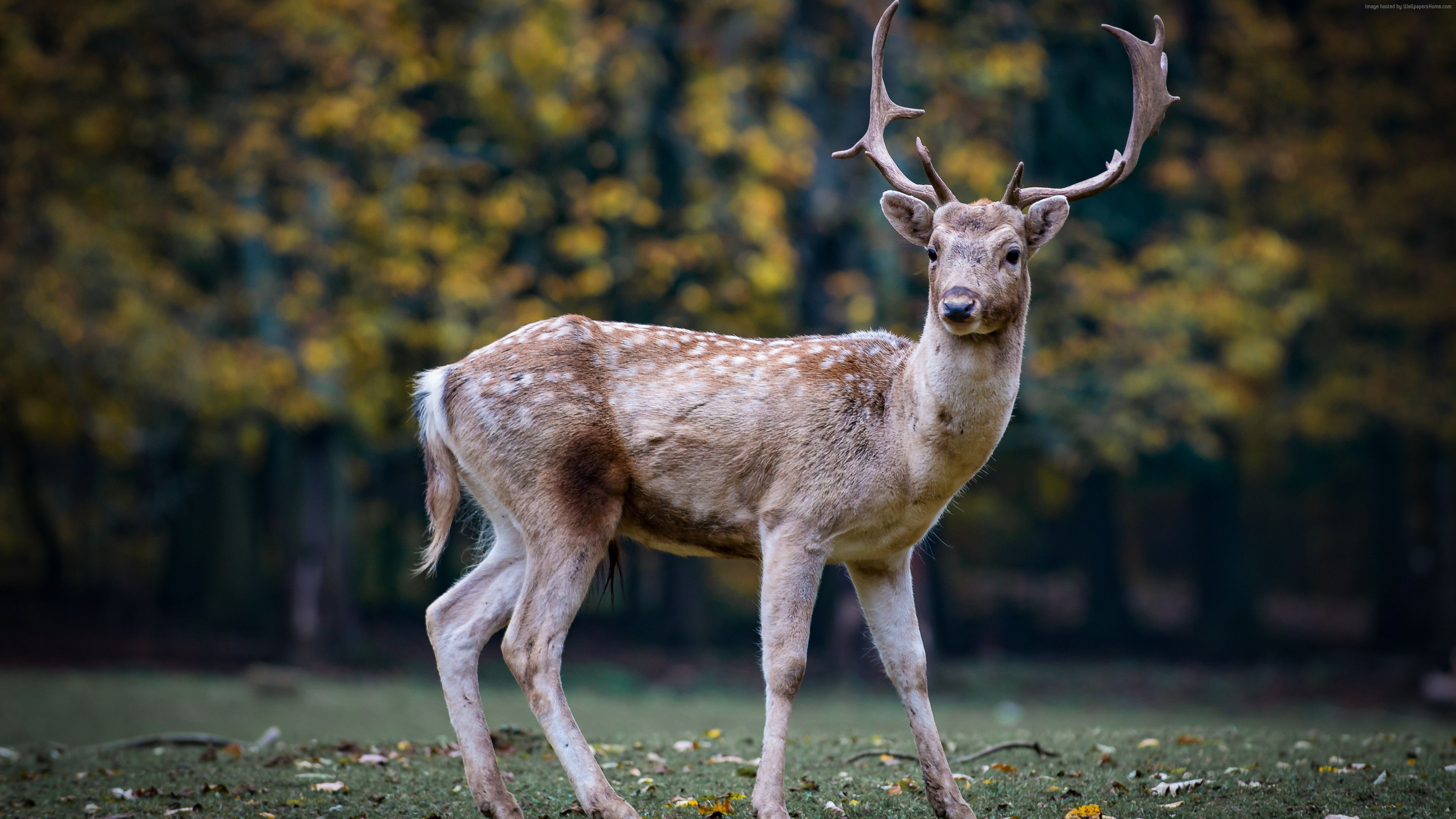 Wallpaper deer, cute animals, 5k, Animals Wallpaper Download Resolution 4K Wallpaper