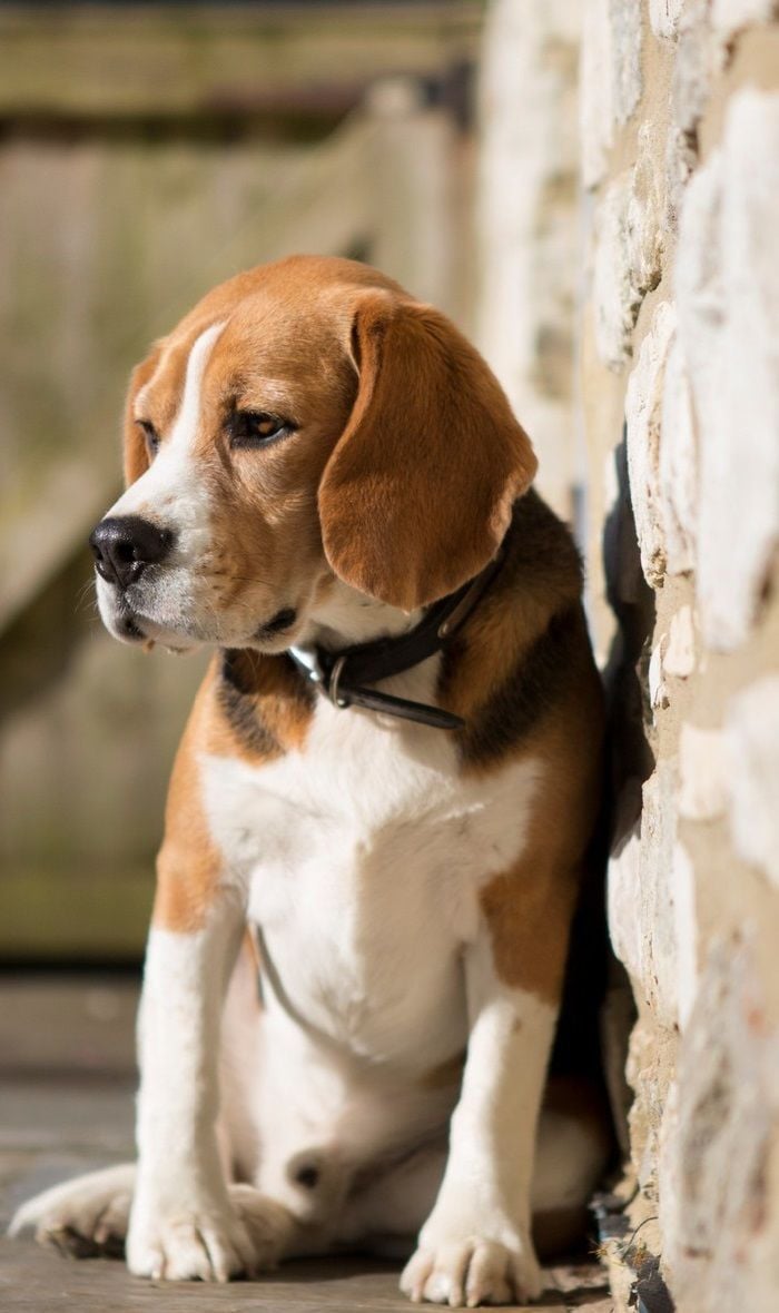 Beagle Dogs HD Picture Image