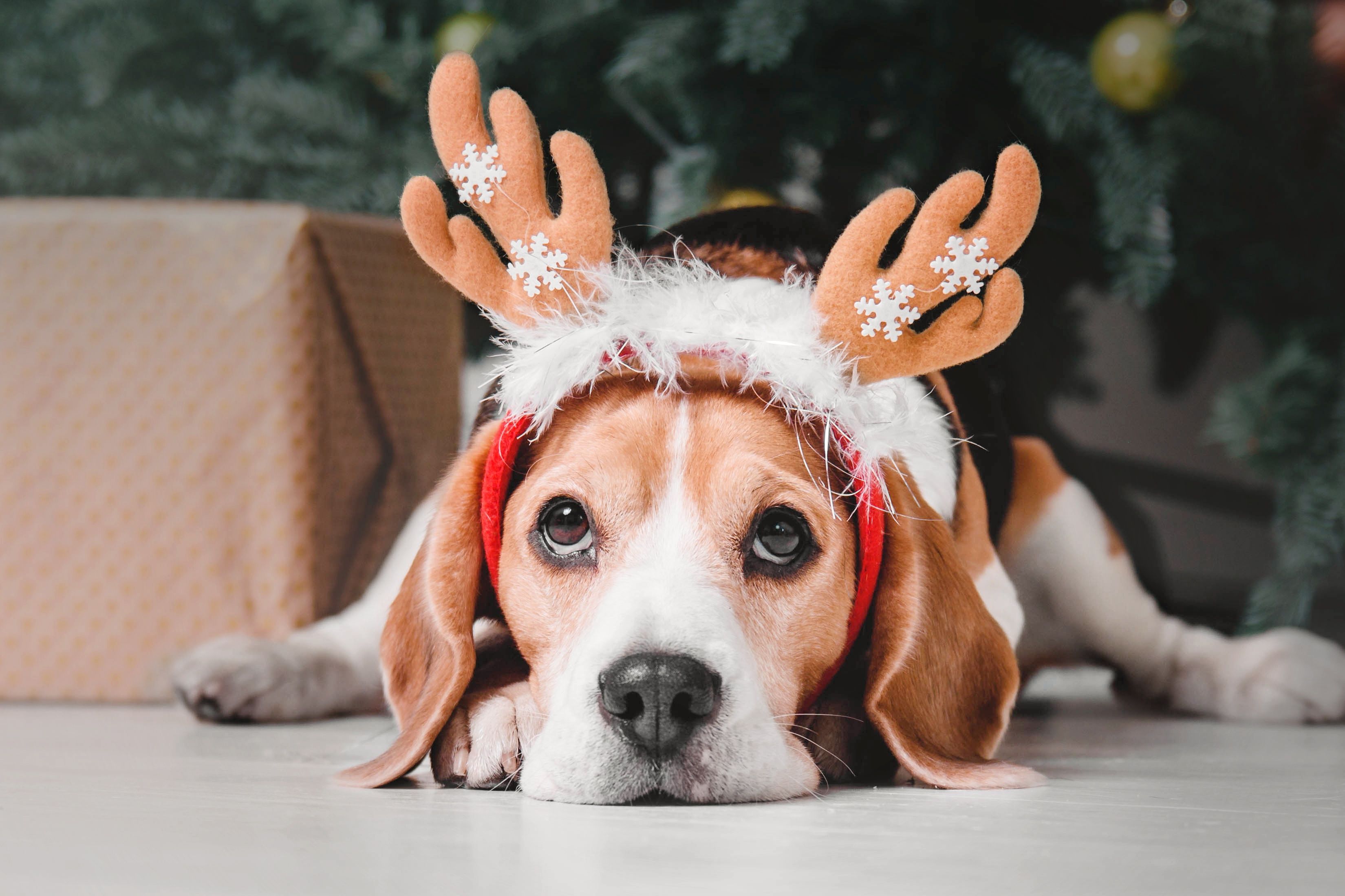 Wallpaper of Beagle, Dog, Pet background & HD image