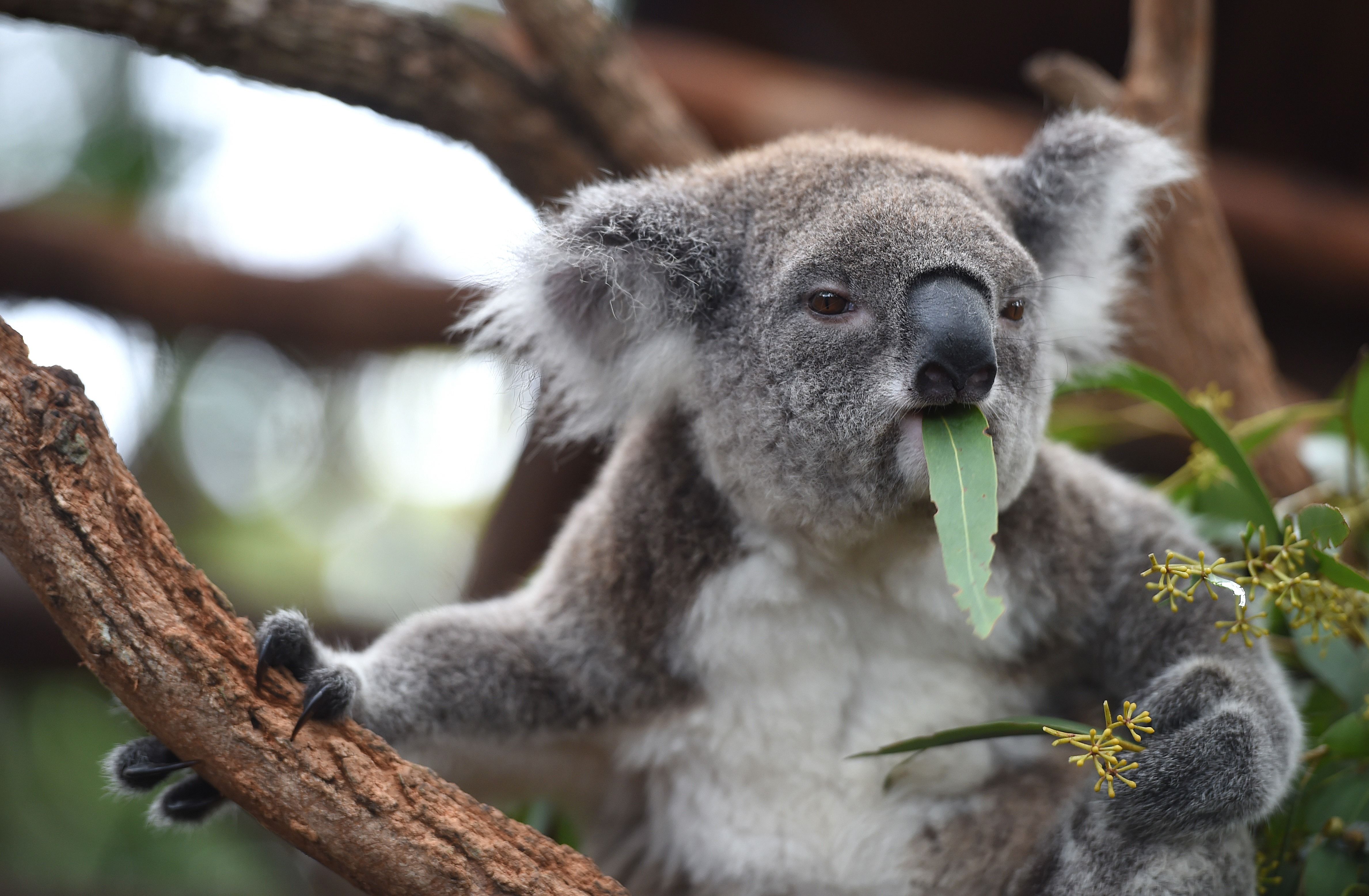 Как называется коала. Коала. Коала сумчатое. Сумчатый мишка коала. Карликовая коала.
