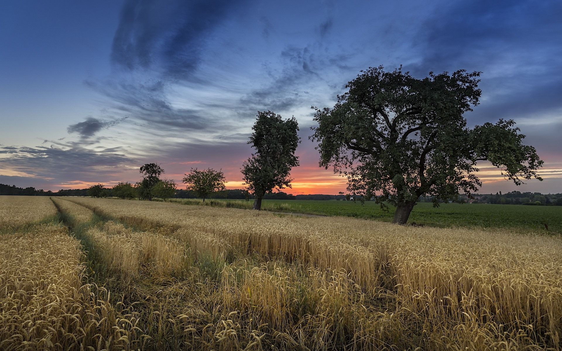 Wallpaper Wheat field, trees, clouds, sunset, summer 1920x1200 HD