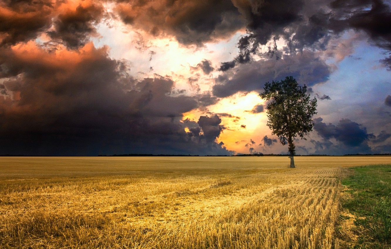 Wallpaper field, autumn, the sky, clouds, tree, overcast, horizon, space, alone, the end of summer, storm, gloomy, sloping field image for desktop, section пейзажи