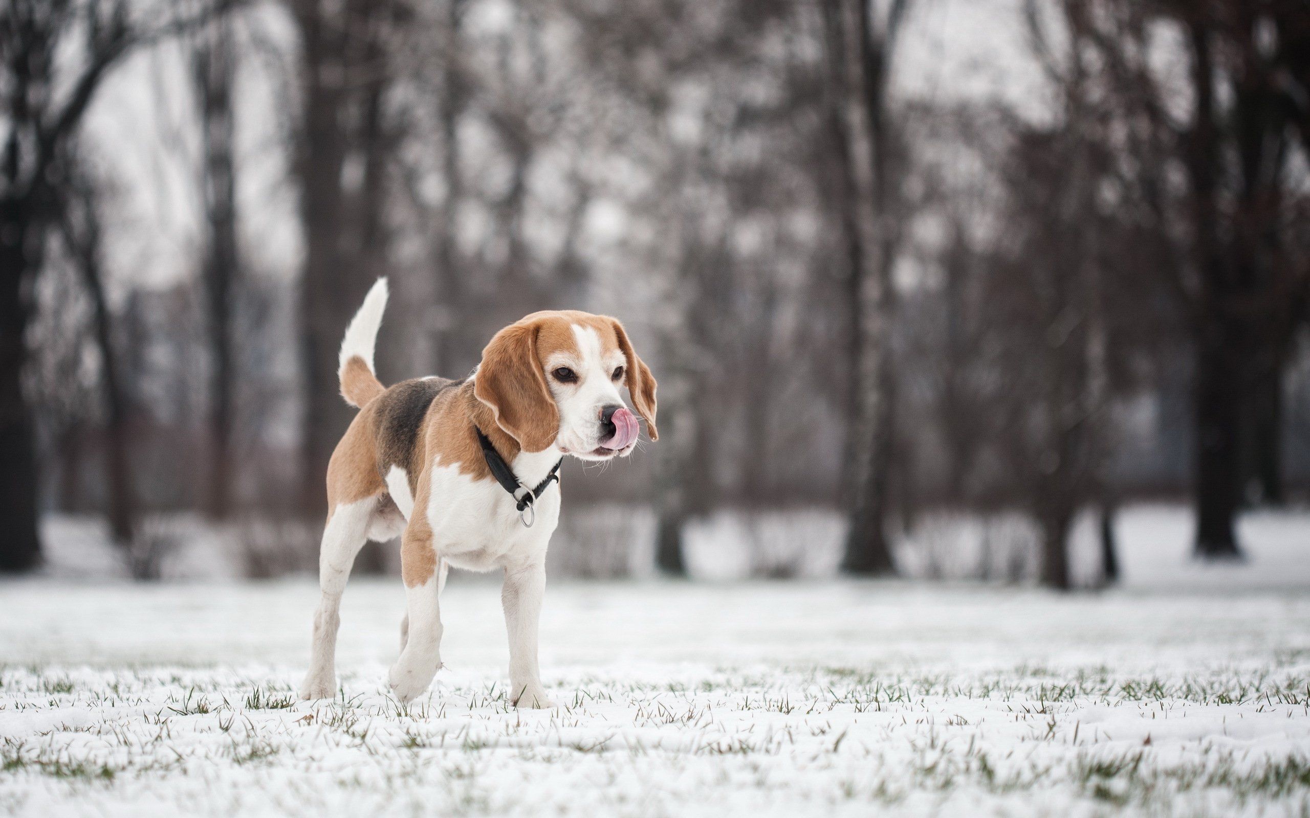 dogs, Beagle, Snow, Animals, Puppy, Winter Wallpaper HD / Desktop