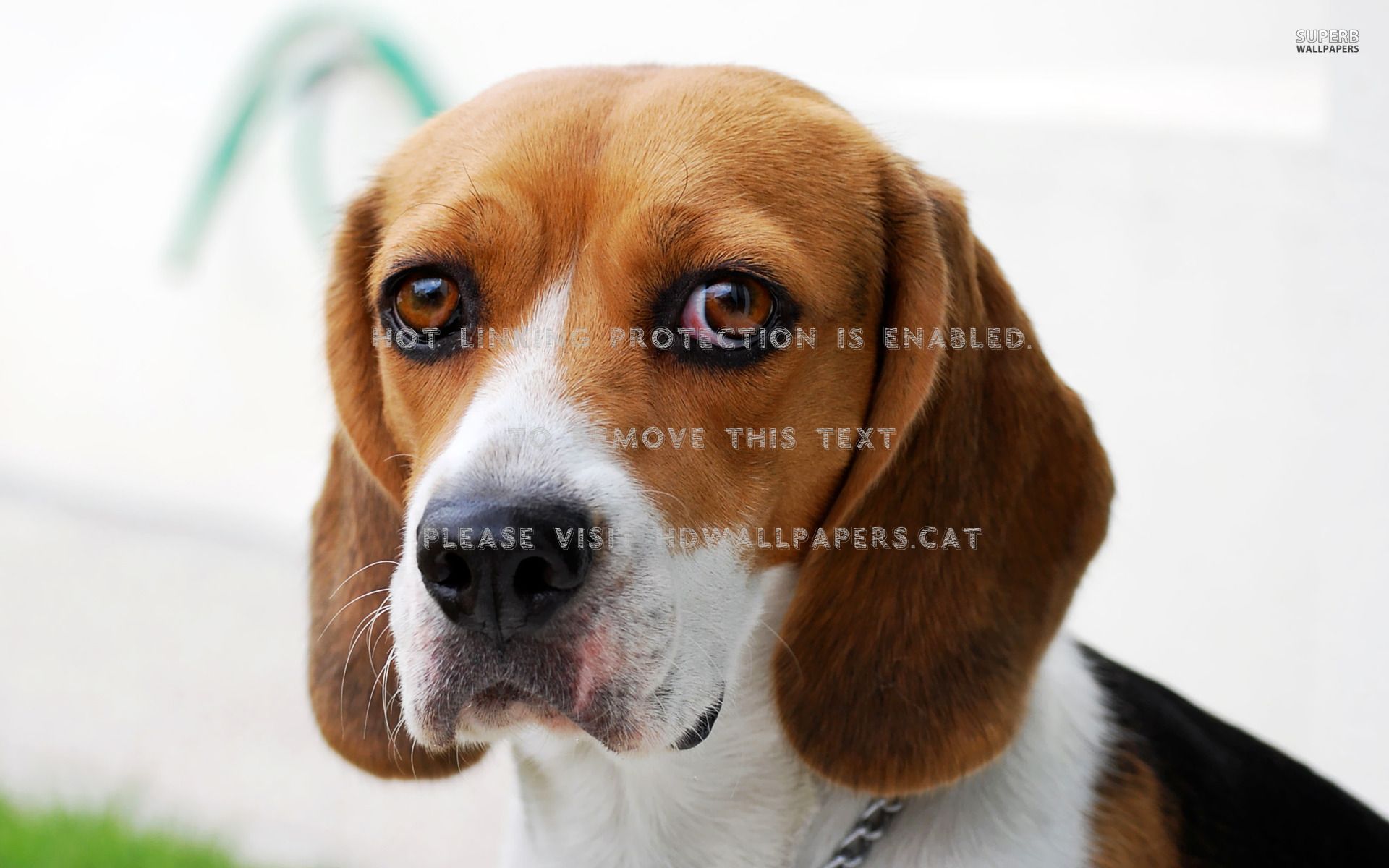 lonely beagle animal dog brown eyes cute