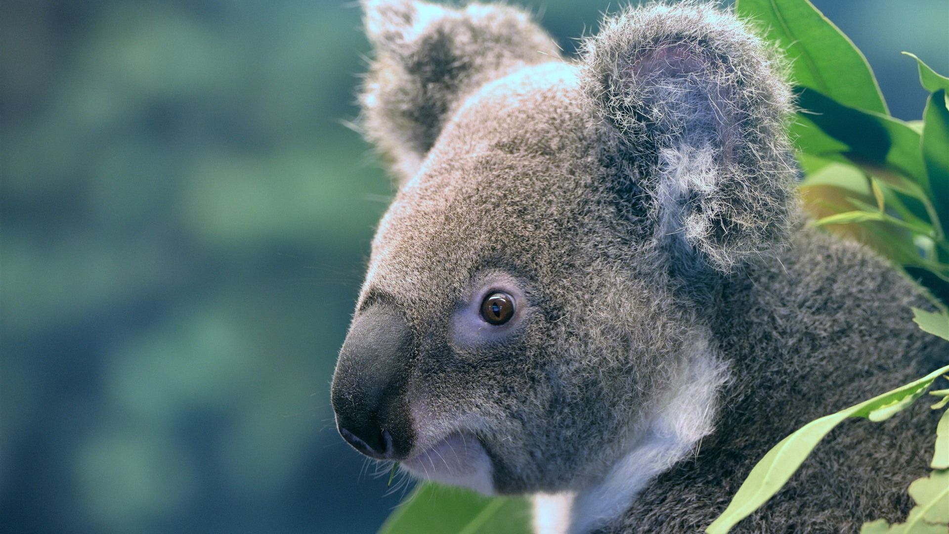 Cute Animal, Koala 1125x2436 IPhone 11 Pro XS X Wallpaper