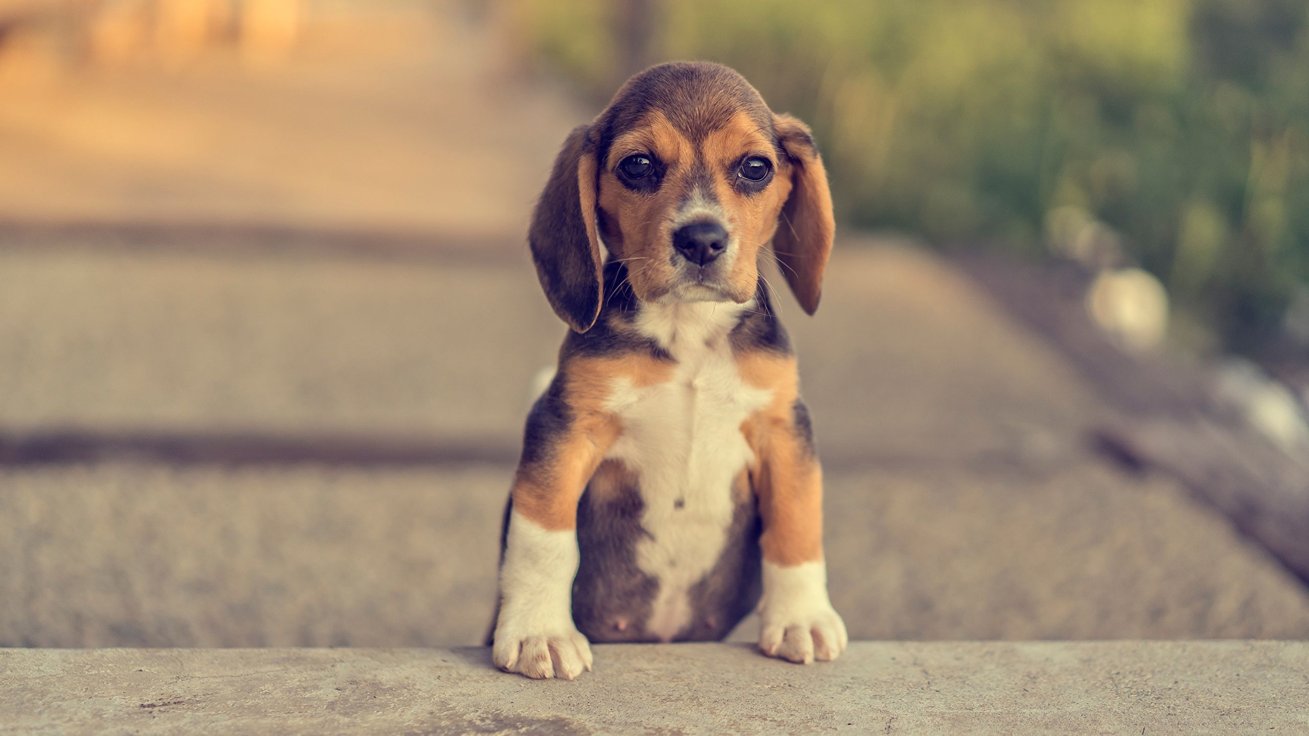 Desktop Wallpaper Puppy Beagle dog Paws Animals 2560x1440