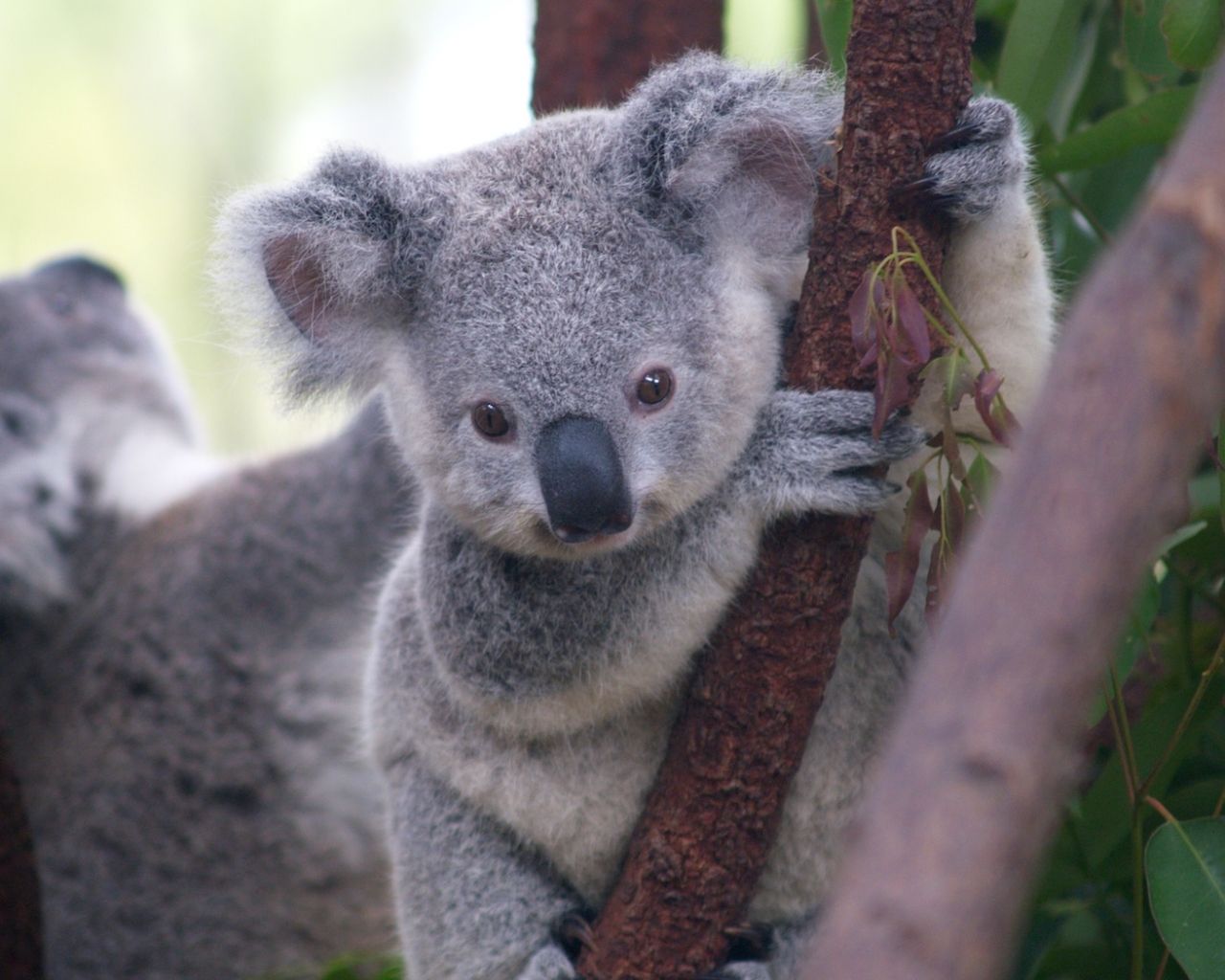 Free download Koala Bears HD Wallpaper Animals Wallpaper