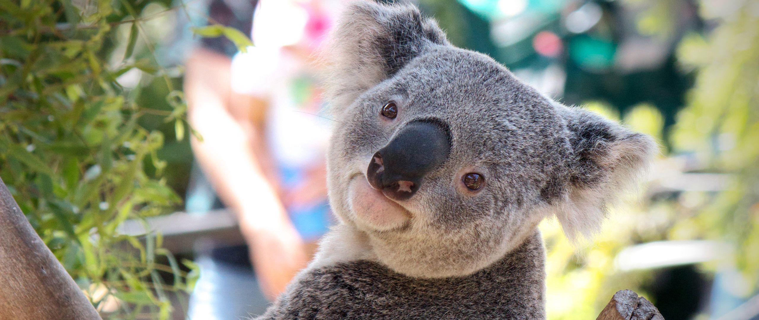 Download wallpaper 2560x1080 koala, animal, face, nose dual wide