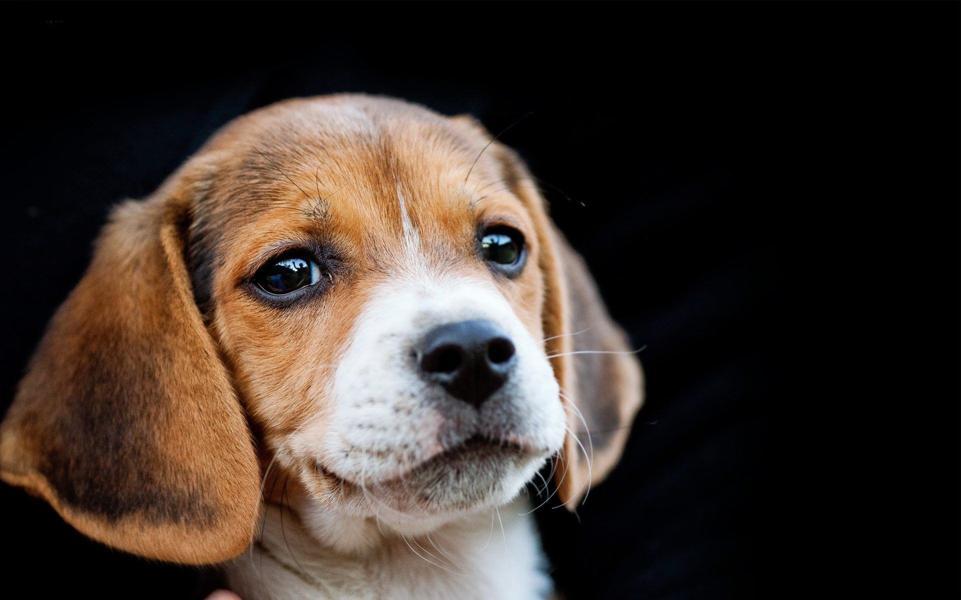 Beagle HD Wallpaper