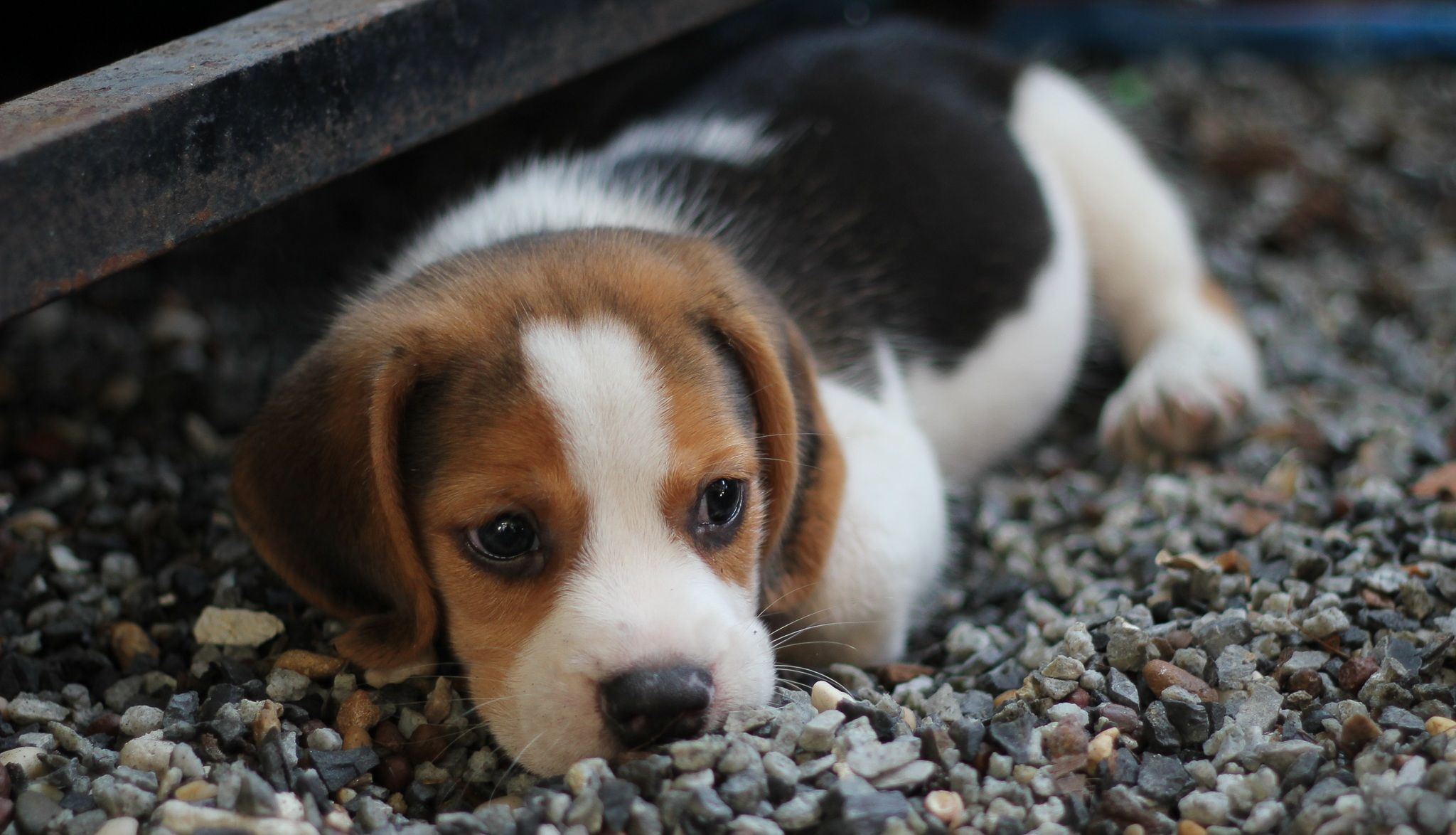 Tri Color Beagle Puppy