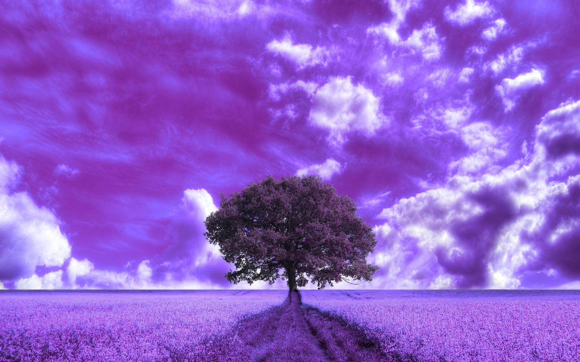 Purple Clouds and Field HD Wallpaper. Background Image
