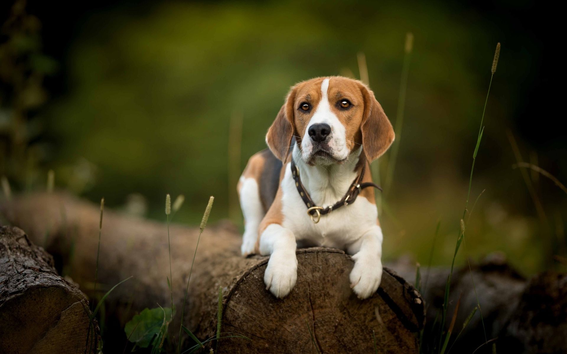 Download wallpaper Beagle, beam, cute dog, pets, dogs, forest