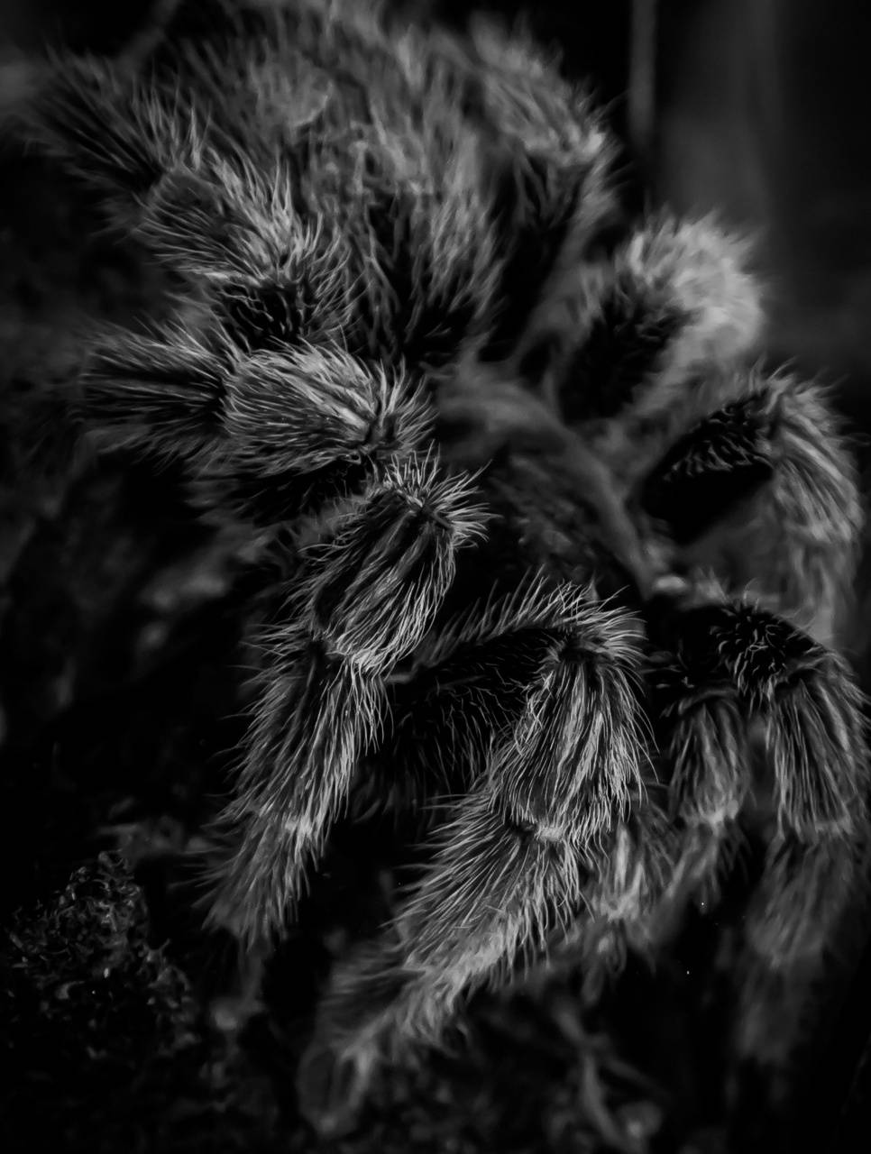 Tarantula iPhone Wallpapers - Wallpaper Cave