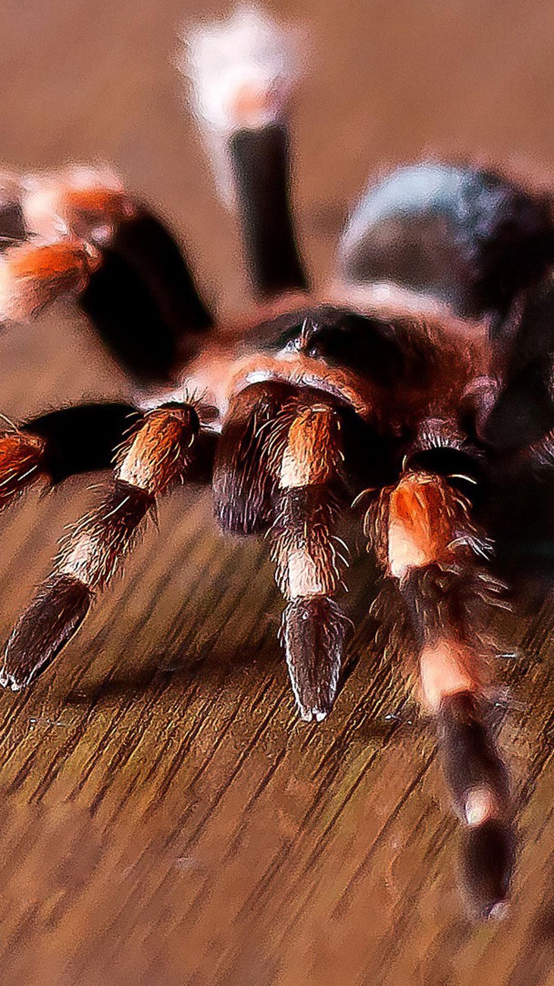 Image Spiders Brazilian red tarantula animal Closeup 3840x2400