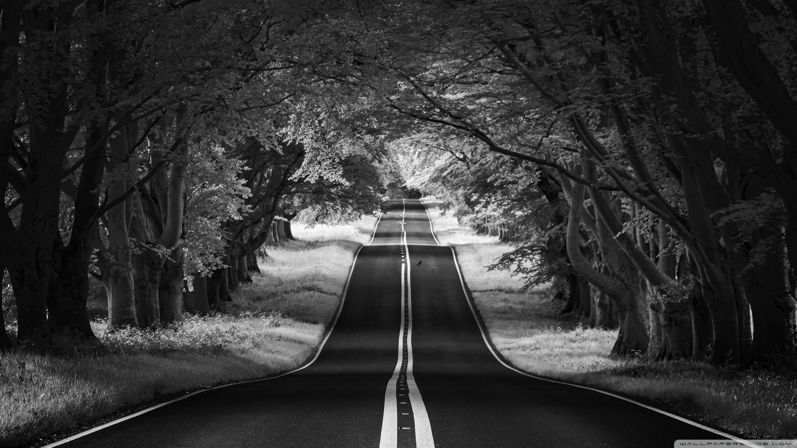 Road Landscape, Aesthetic, Black and White Ultra HD Desktop