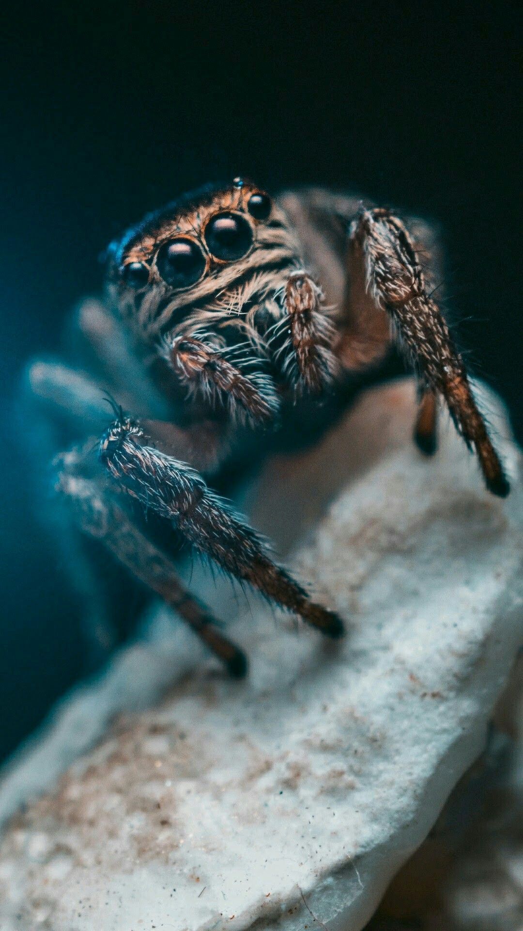 Tarantula iPhone Wallpapers - Wallpaper Cave