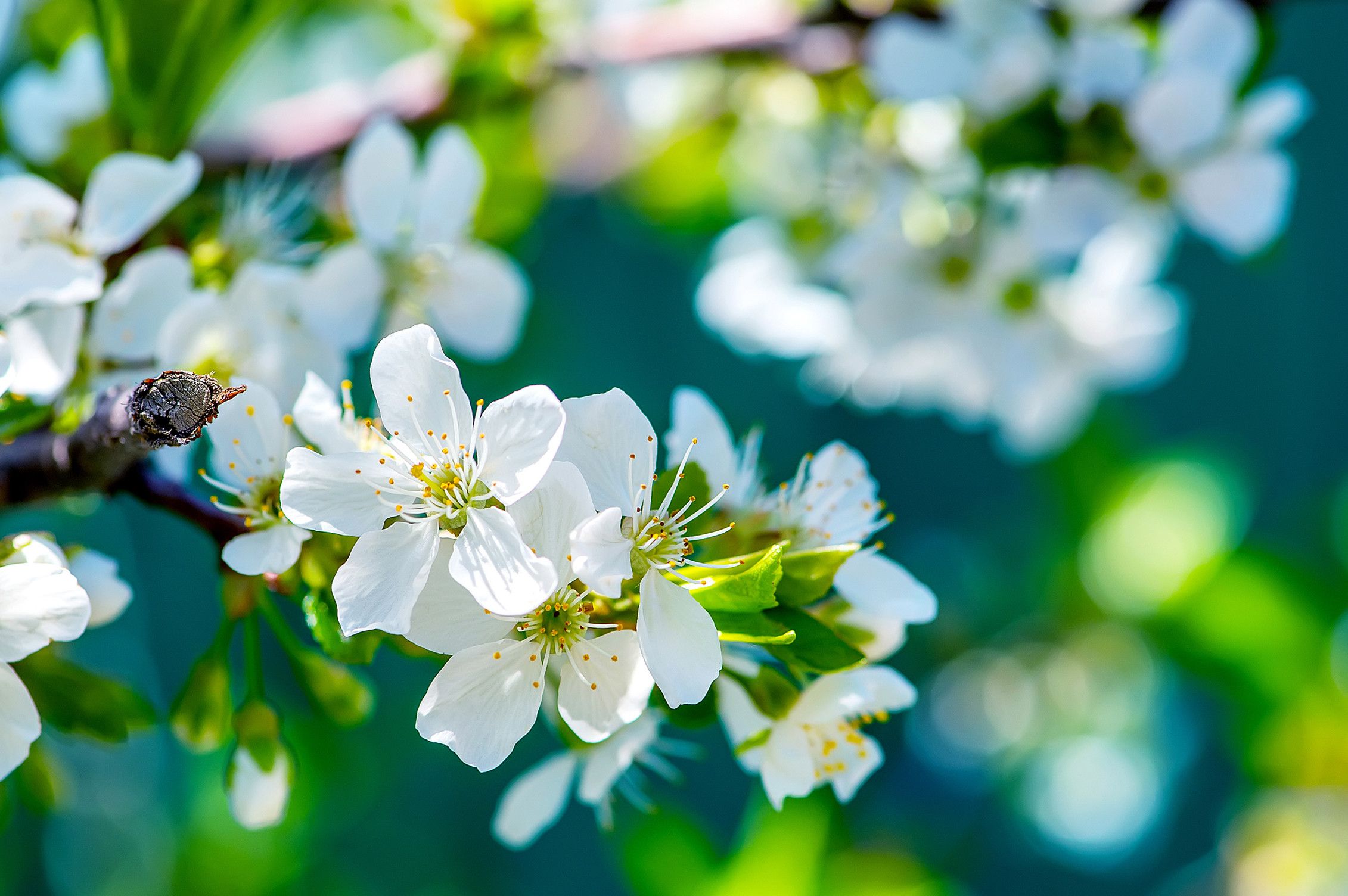 Wallpaper Hd Nature Flower