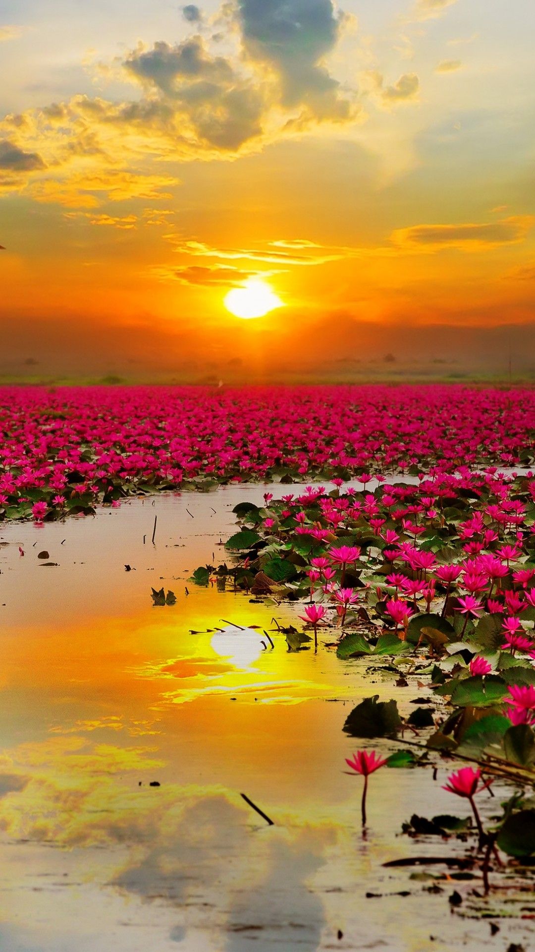 Wallpaper Lotus flowers, Sunset, HD, Nature