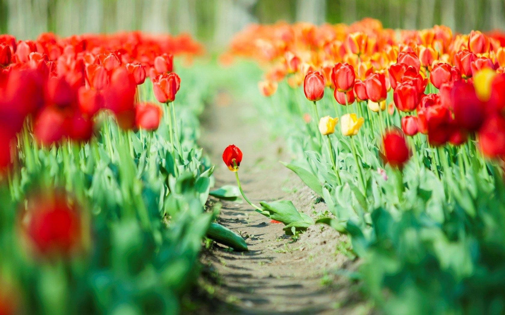 Flowers Tulips Green Leaves Nature wallpaperx1050