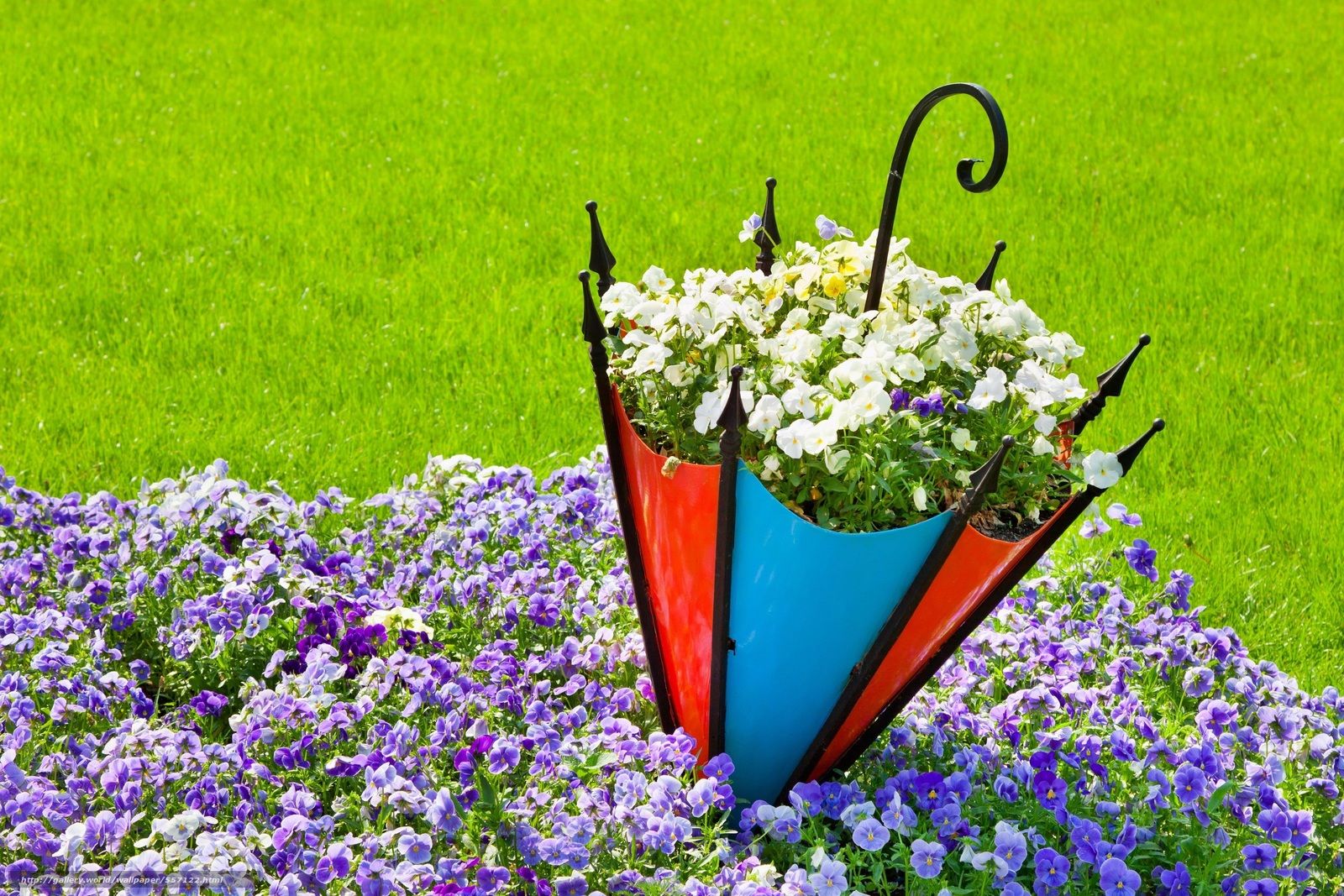 Download wallpaper nature, flowers, Flower, umbrella free desktop