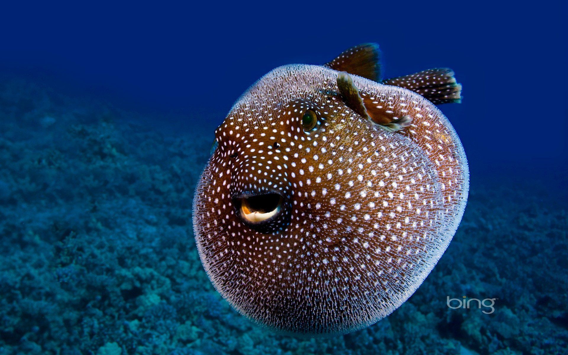 Pufferfish HD Wallpaper and Background Image