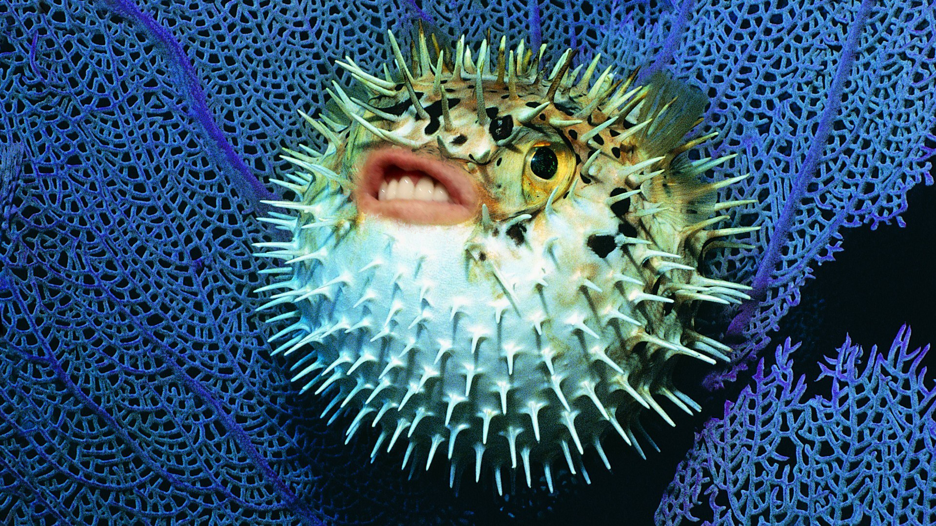 Puffer Fish Photos Download The BEST Free Puffer Fish Stock Photos  HD  Images